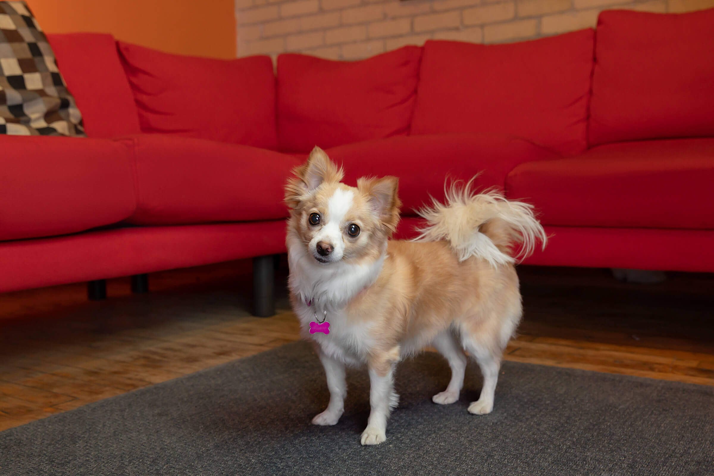chihuahua dog in Toronto office
