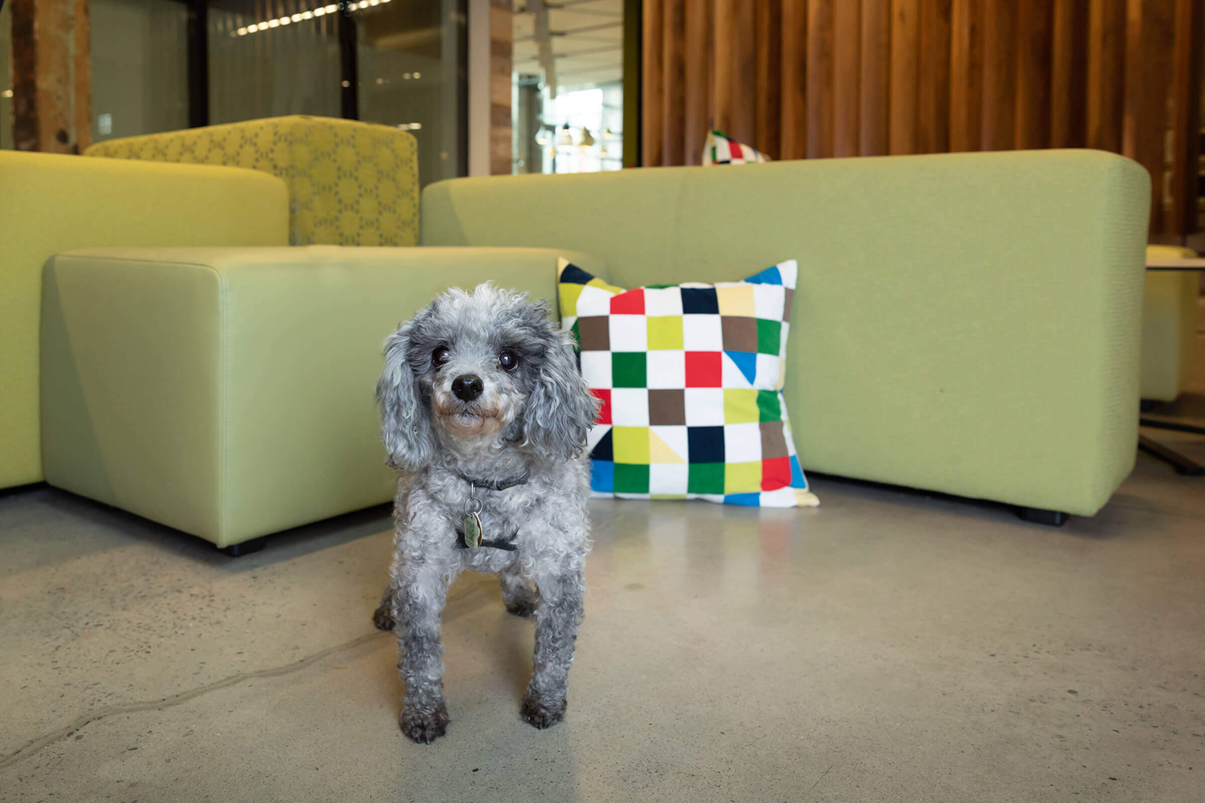 mini poodle in Toronto corporate office