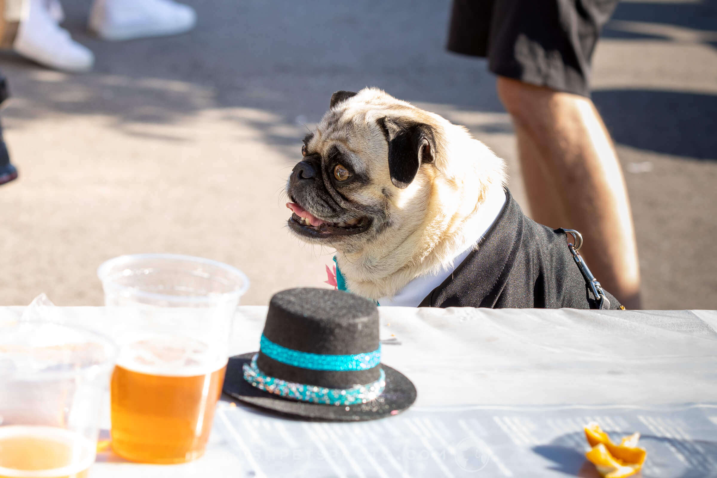 pug groom with top hat