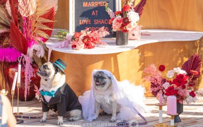 Dog Wedding in Toronto | A Tail of 2 Pugs