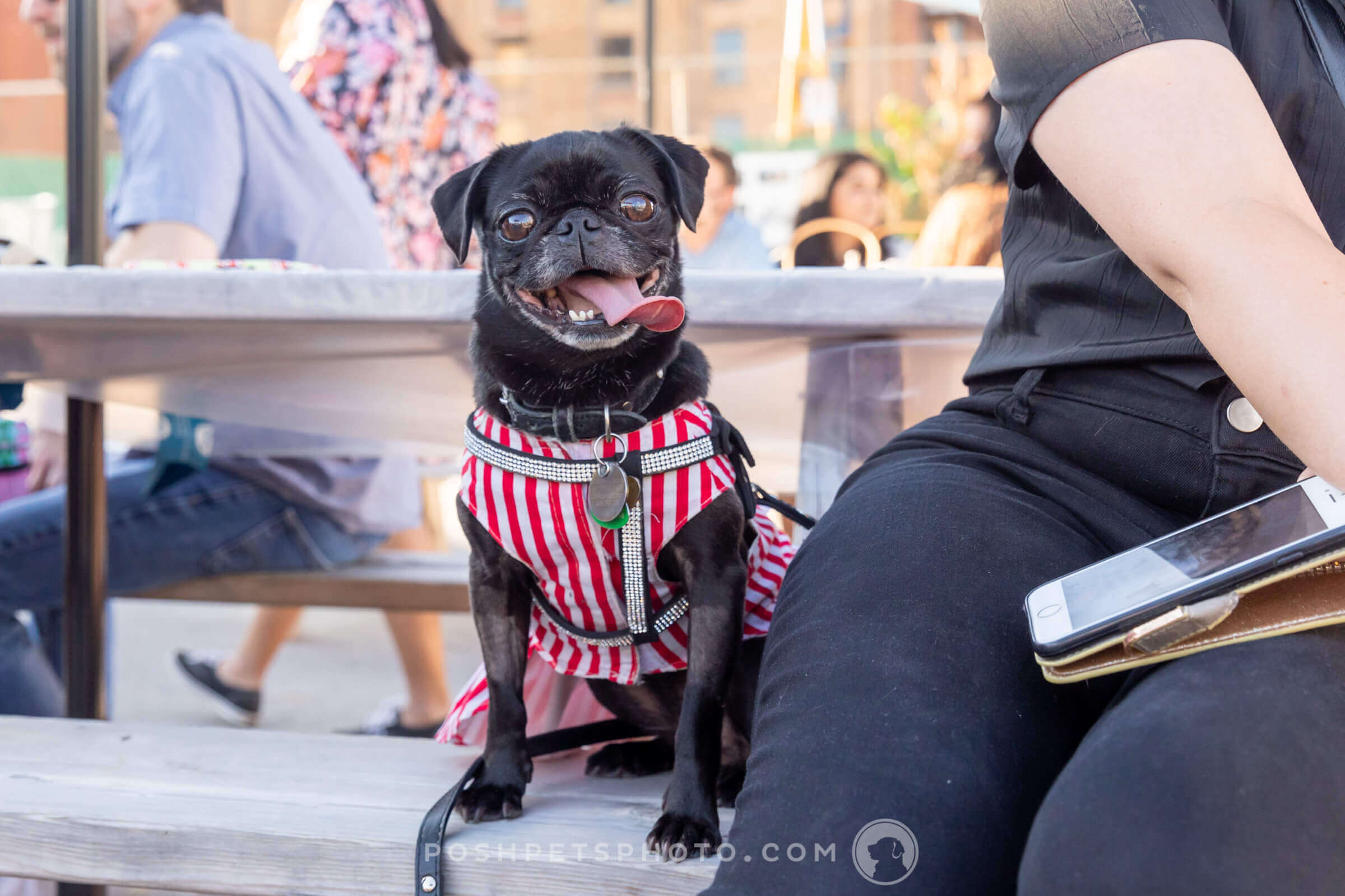 black pug in candy stripe dress