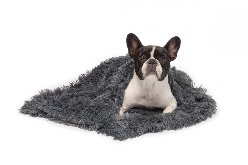 5 Things to Know About Dog and Cat Models The Life of a Pet Model