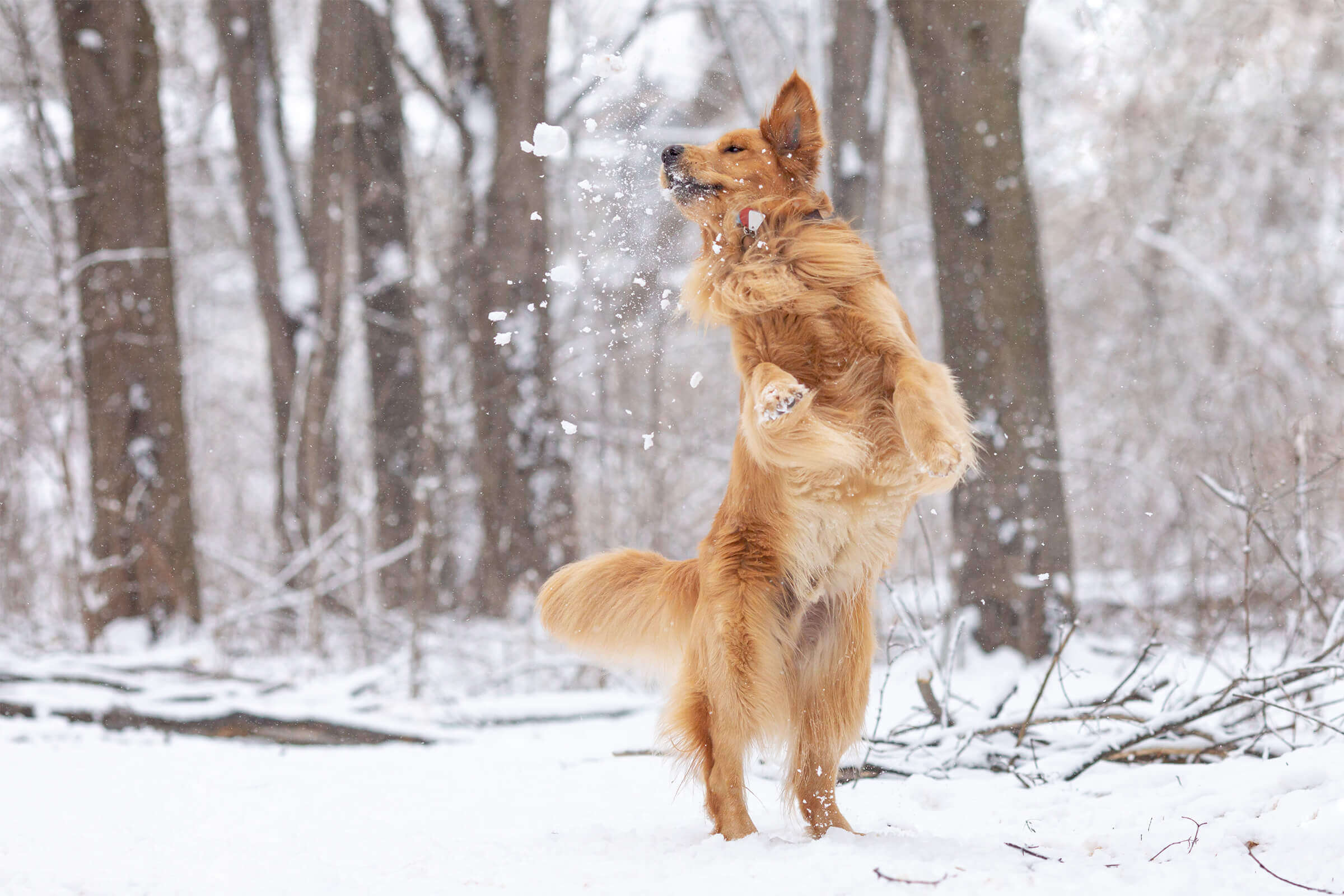 dog catching snowball in snow