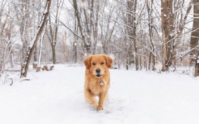 Winter Blah-Busting for You and Your Pet | Dogs and Cats