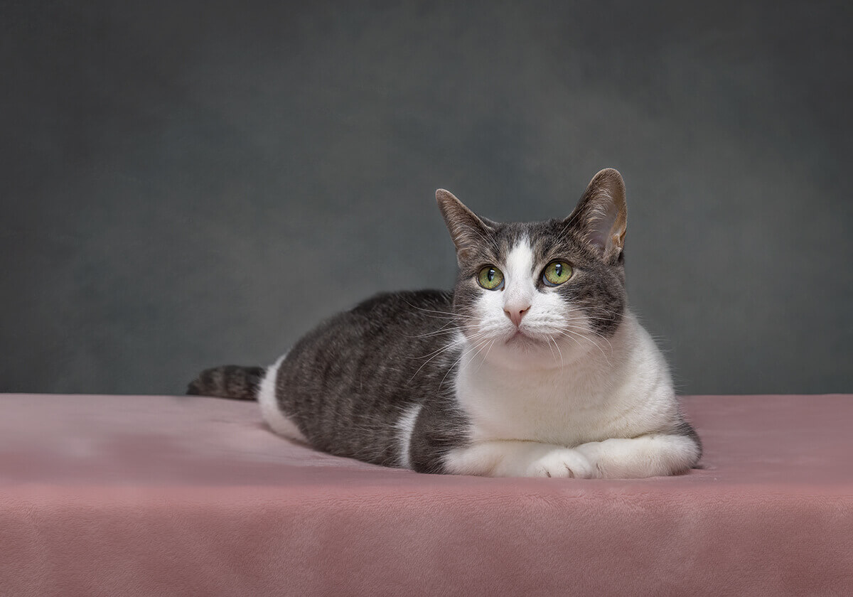 grey and white tabby on pink photography studio