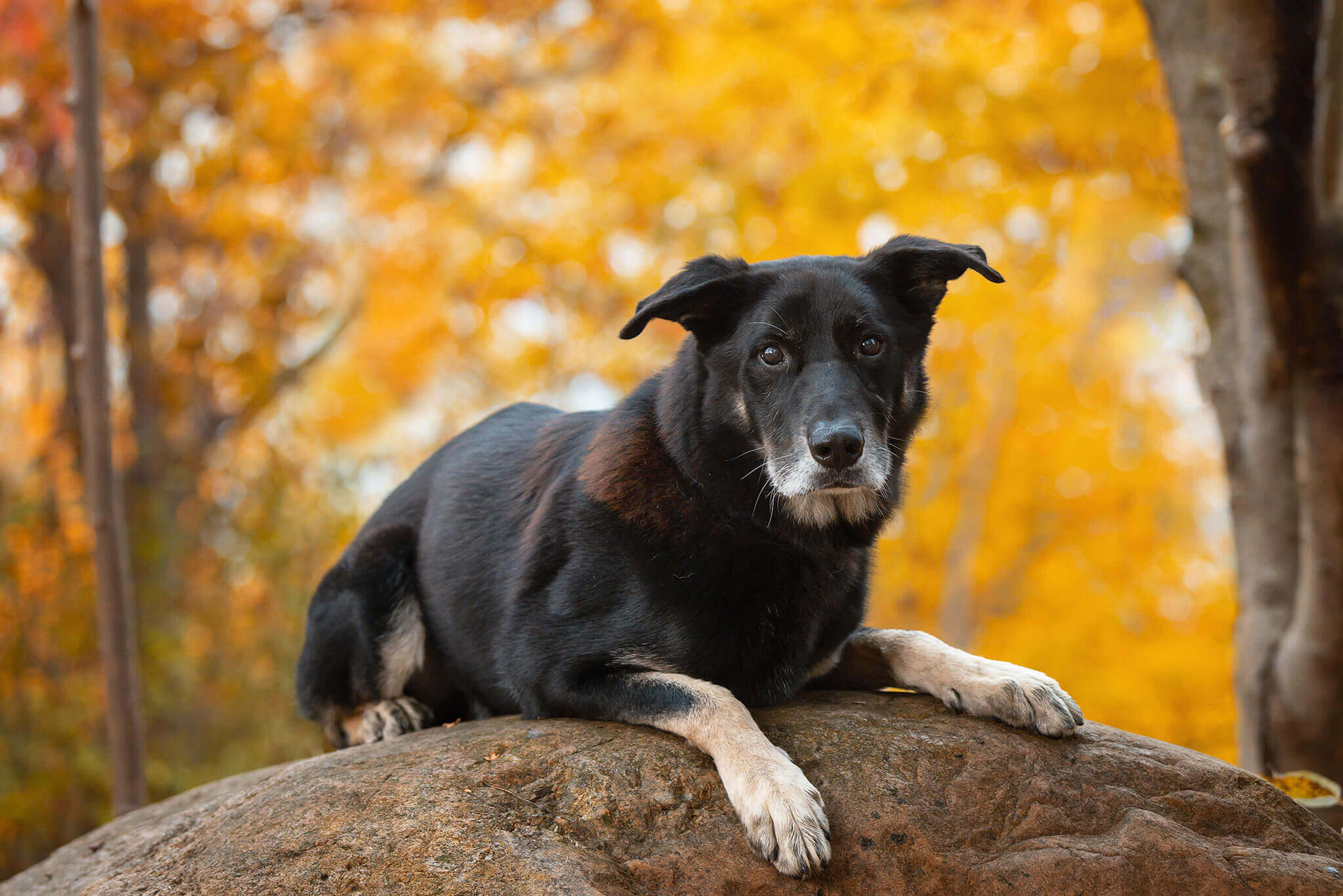 dog posing on rock in fall leaves