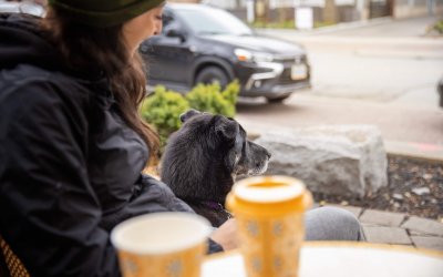 Local Dog-Lover’s Guide to Toronto and the GTA