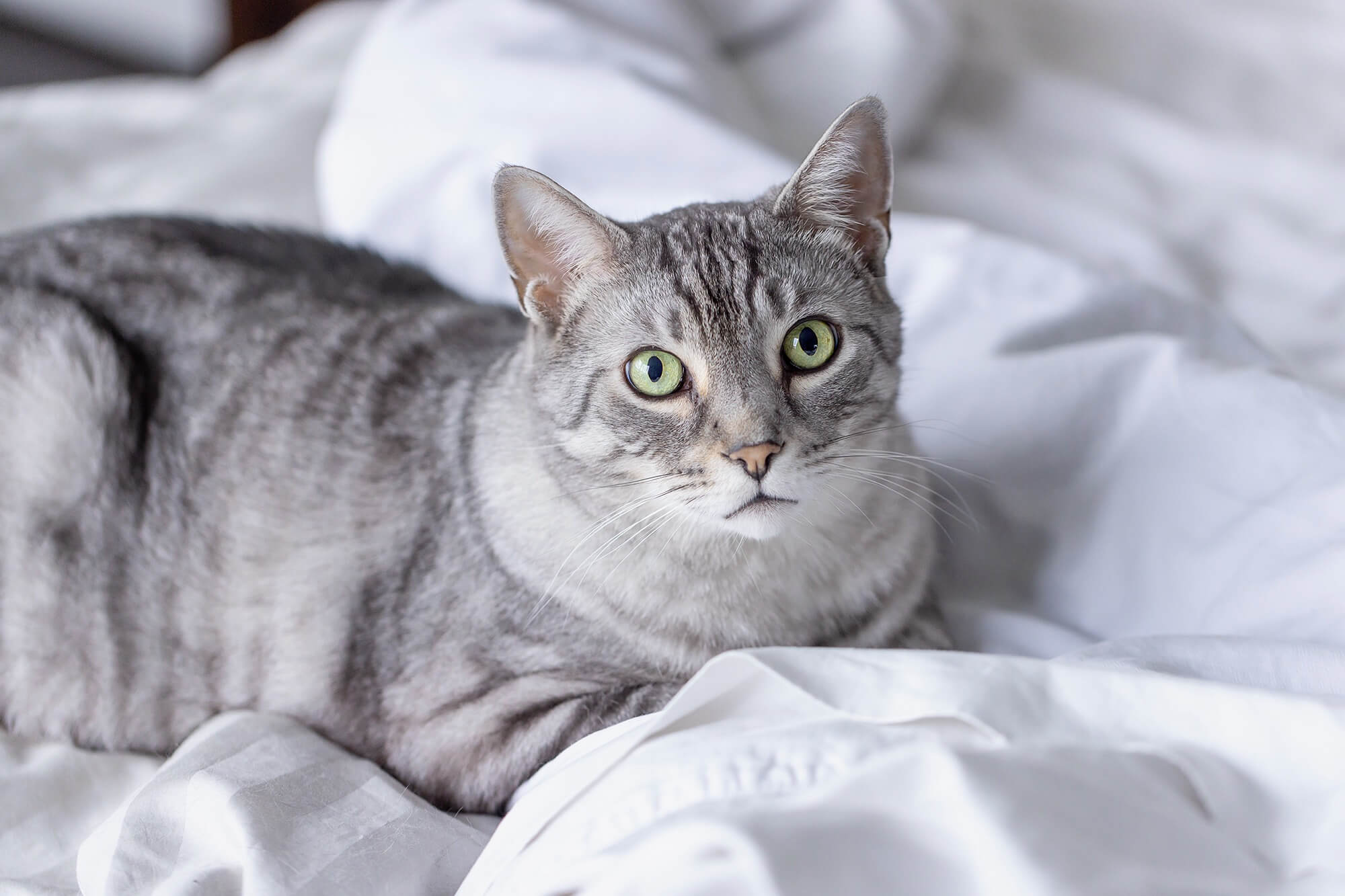 silver tabby lying on bed