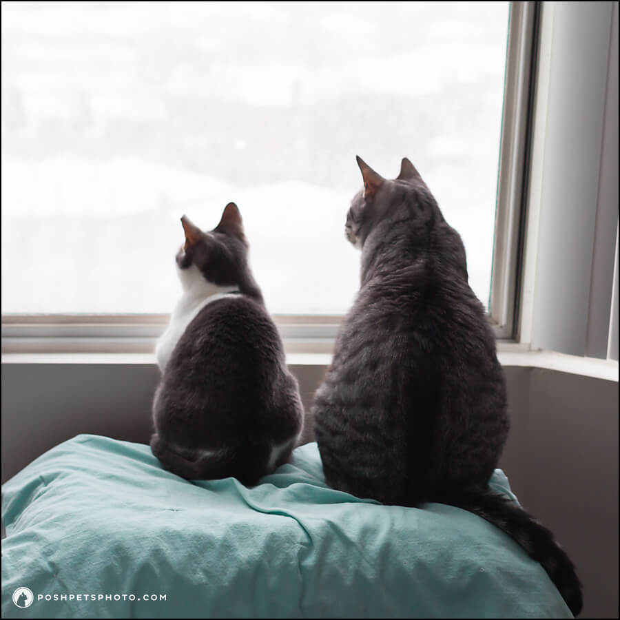 two cats watching the snow