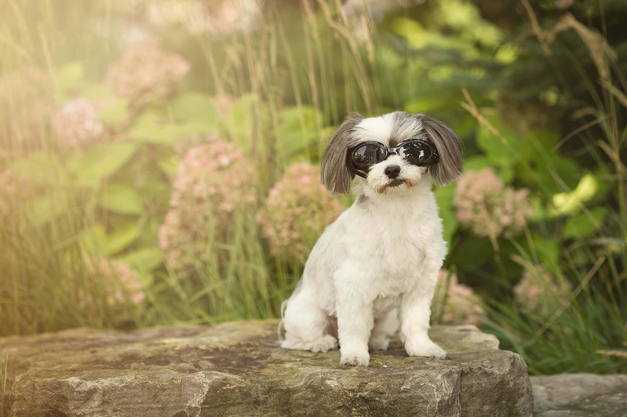dog with sunglasses sitting in garden