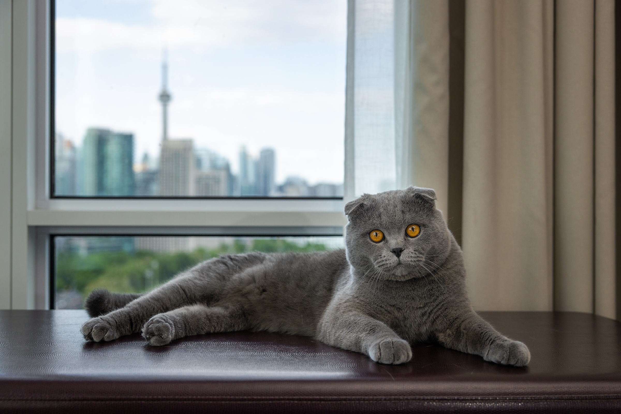 cat photography at Hotel X Toronto