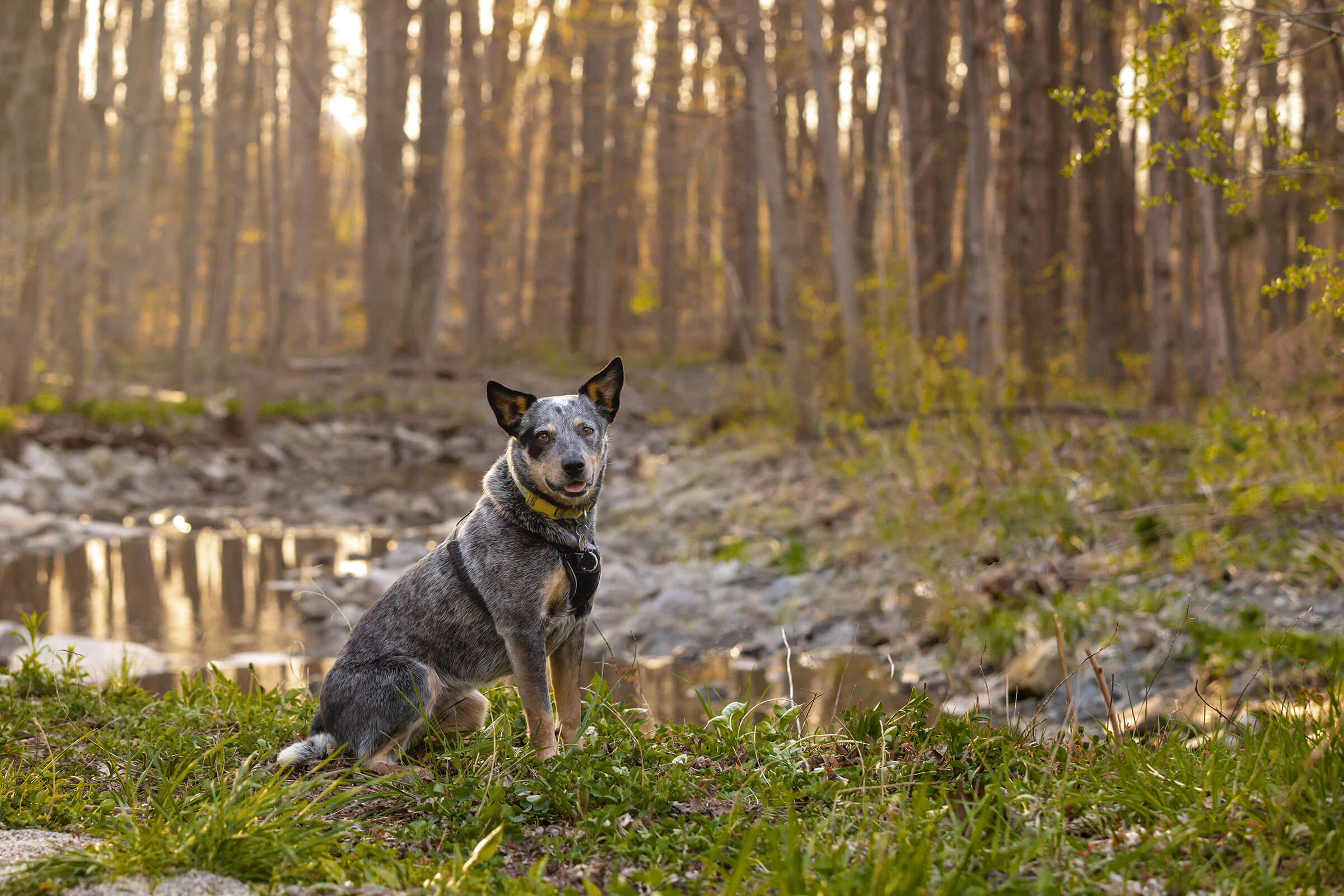 Cattle dog posing in forest, Toronto