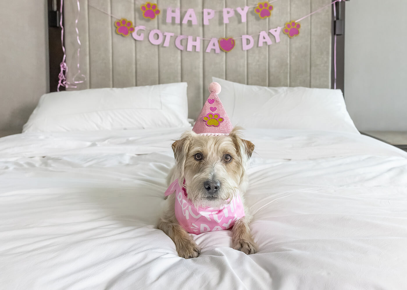 dog celebrates gotcha day in Toronto hotel