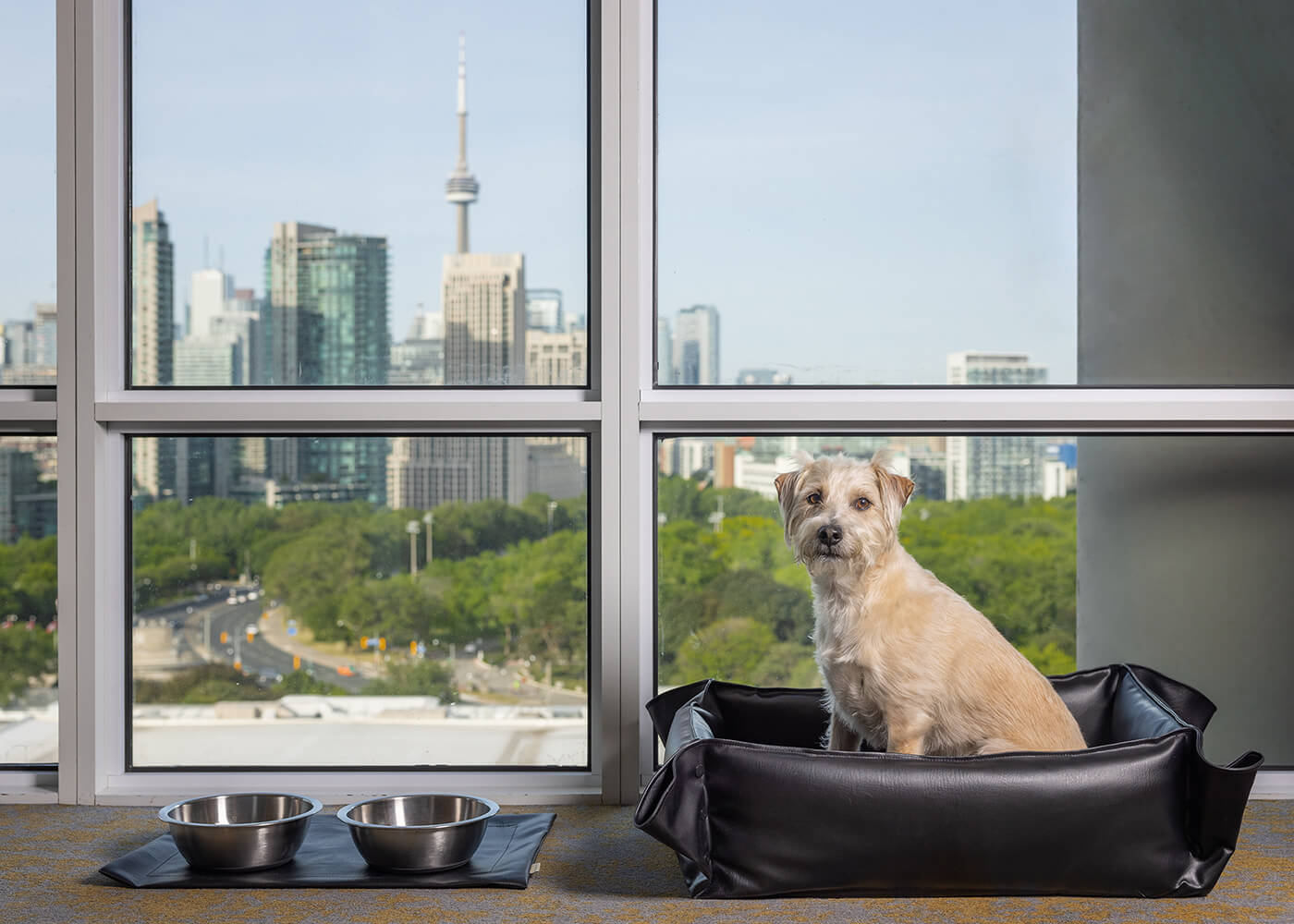 dog in front of CN Tower