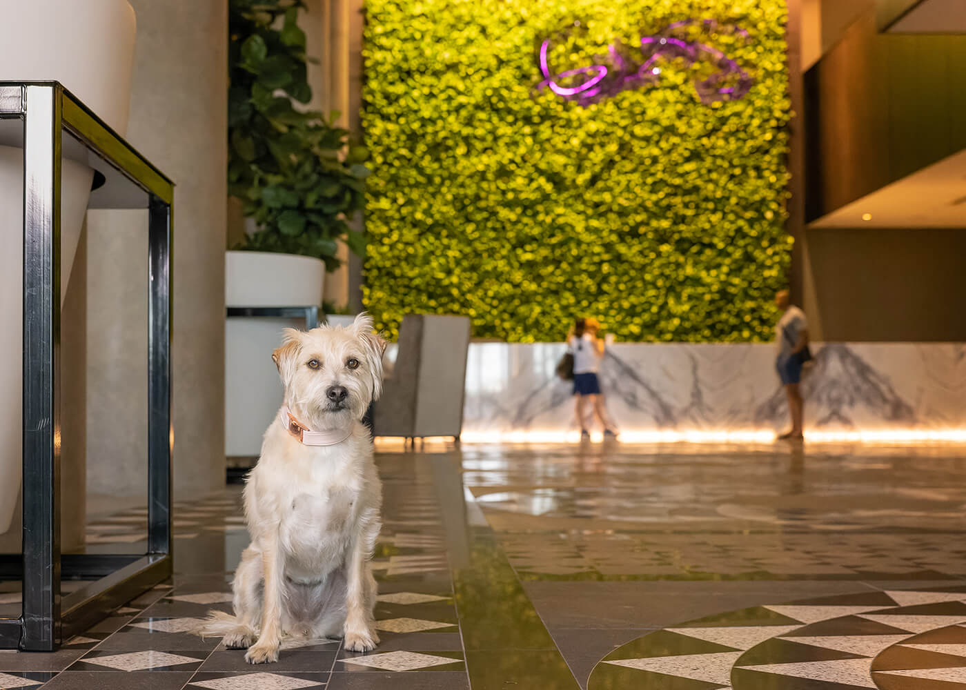 dog in Hotel X lobby