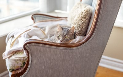 The Dog and Cat Geek’s Guide to Interior Design