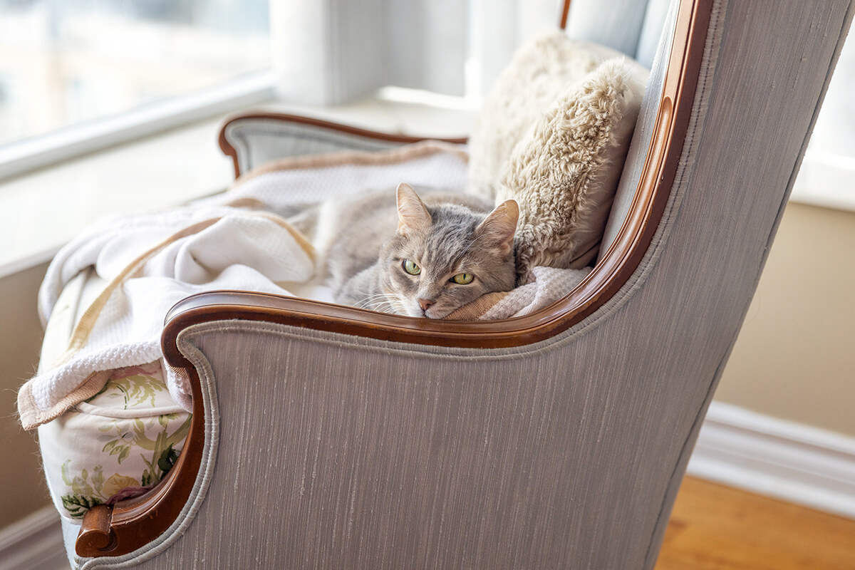 cat lounging on beautifully designed chair