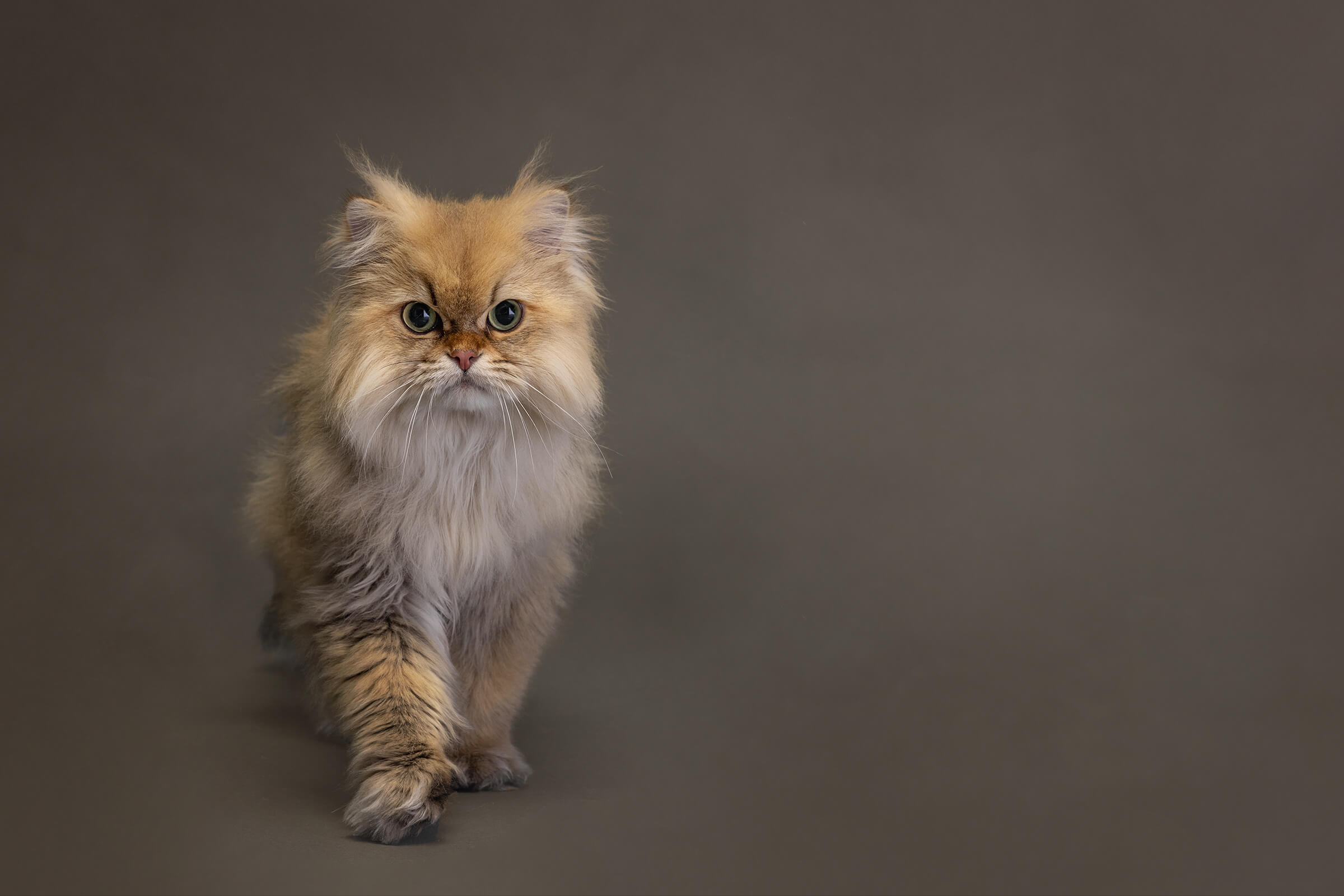 persian cat walking in studio