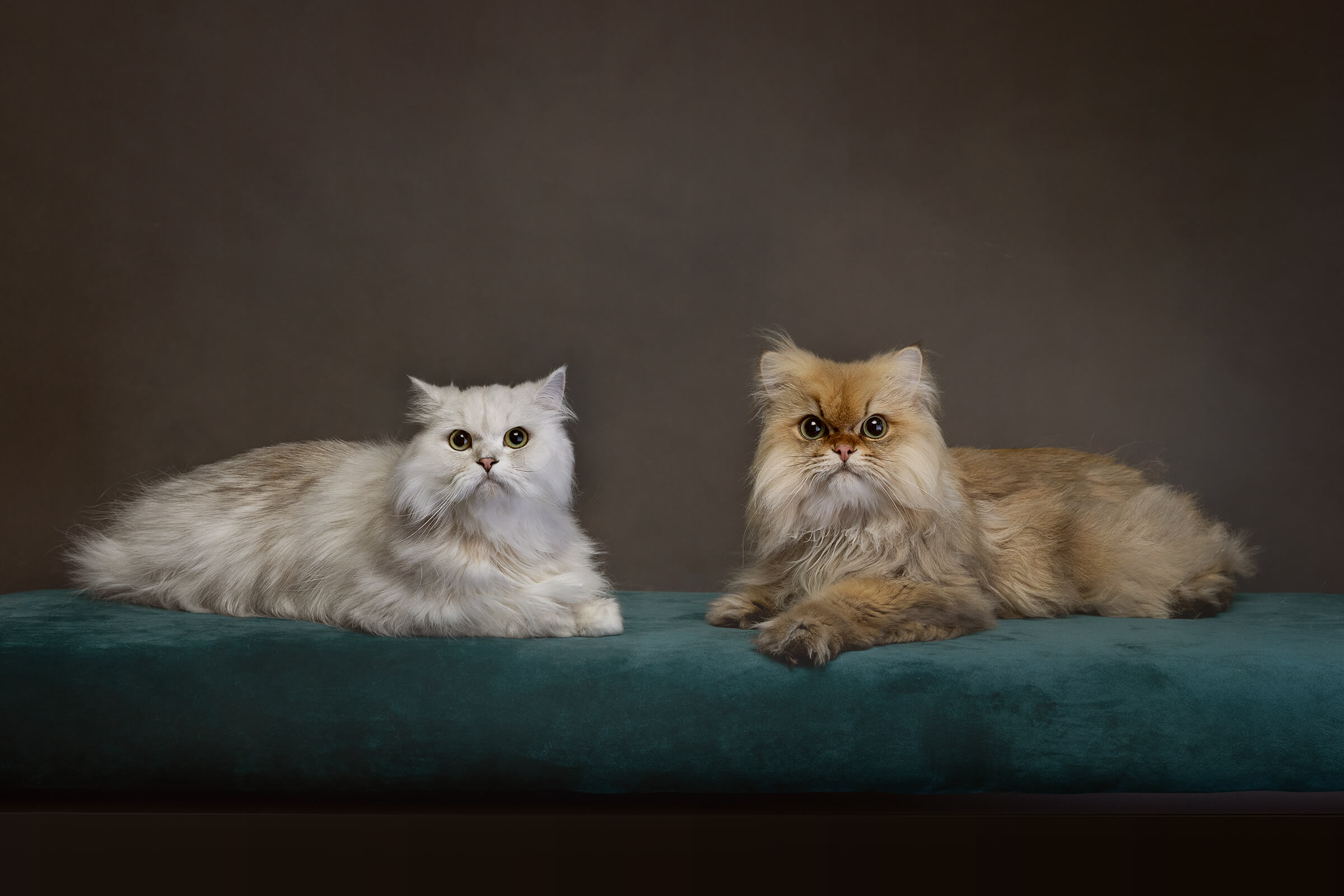 two persian cats photographed in studio