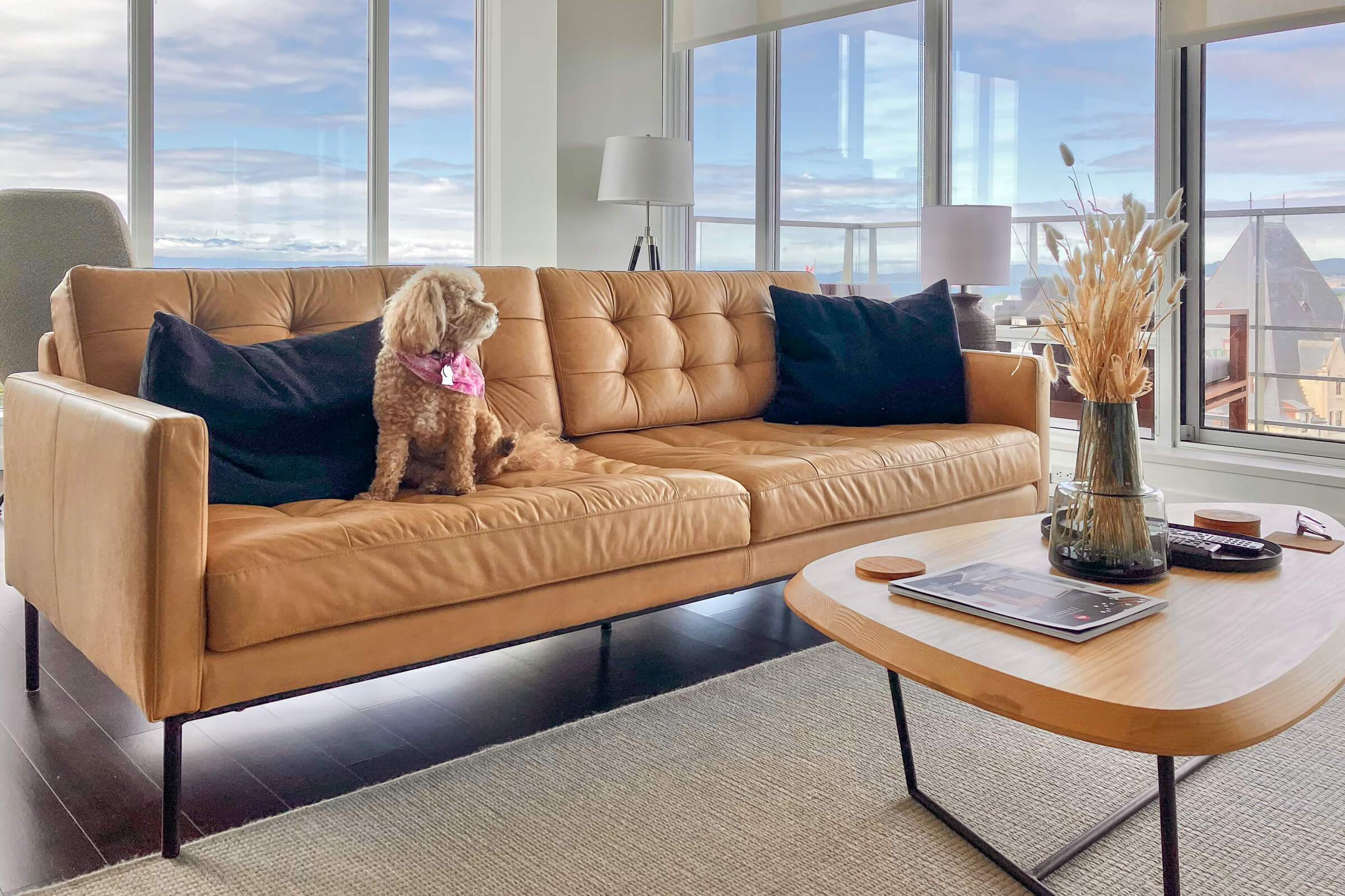 dog sitting on sofa in modern condo