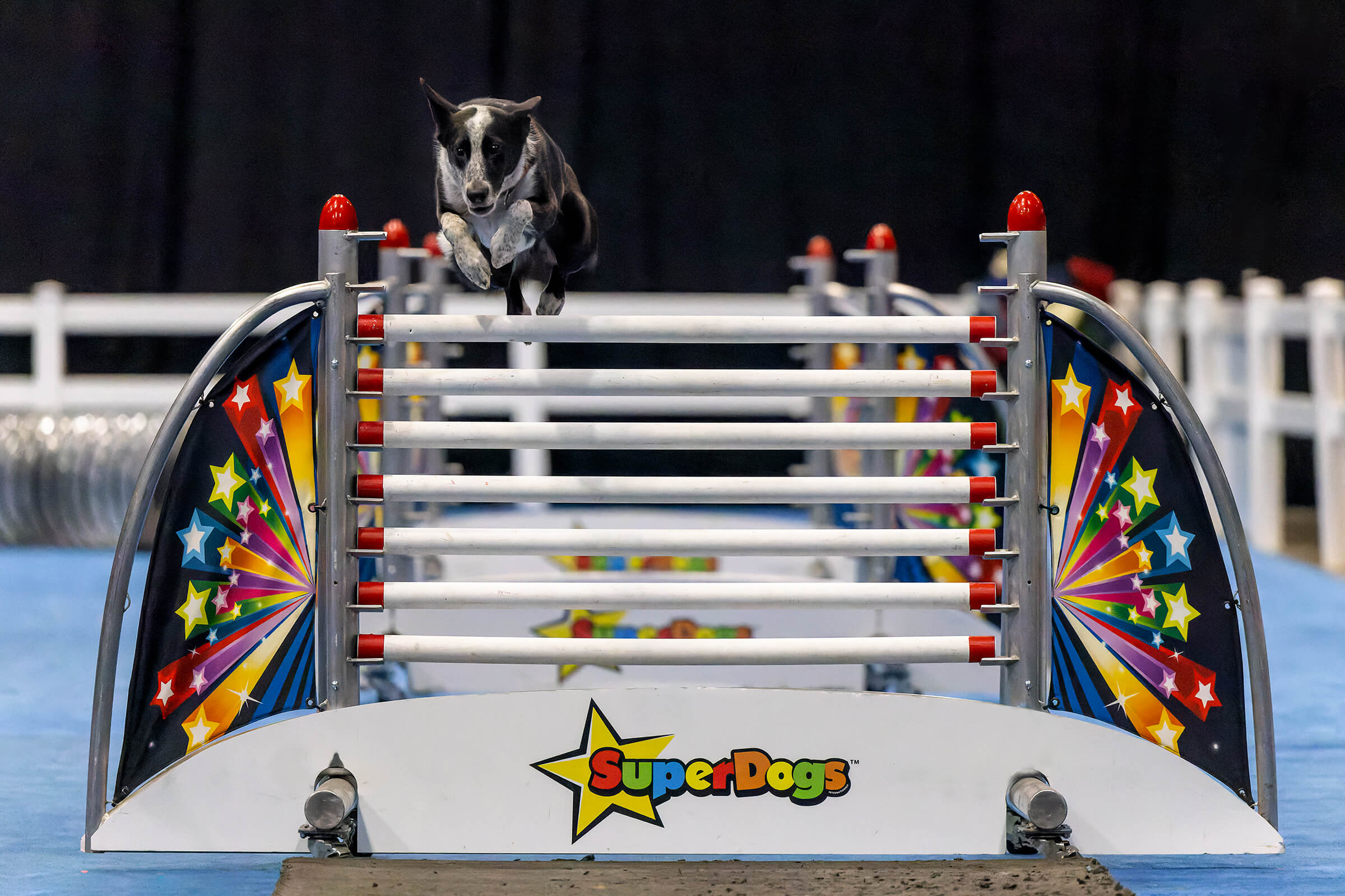 SuperDogs jumping rails