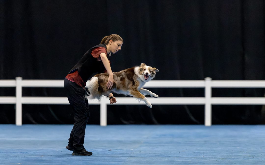 The SuperDogs™ at The Royal Agricultural Winter Fair