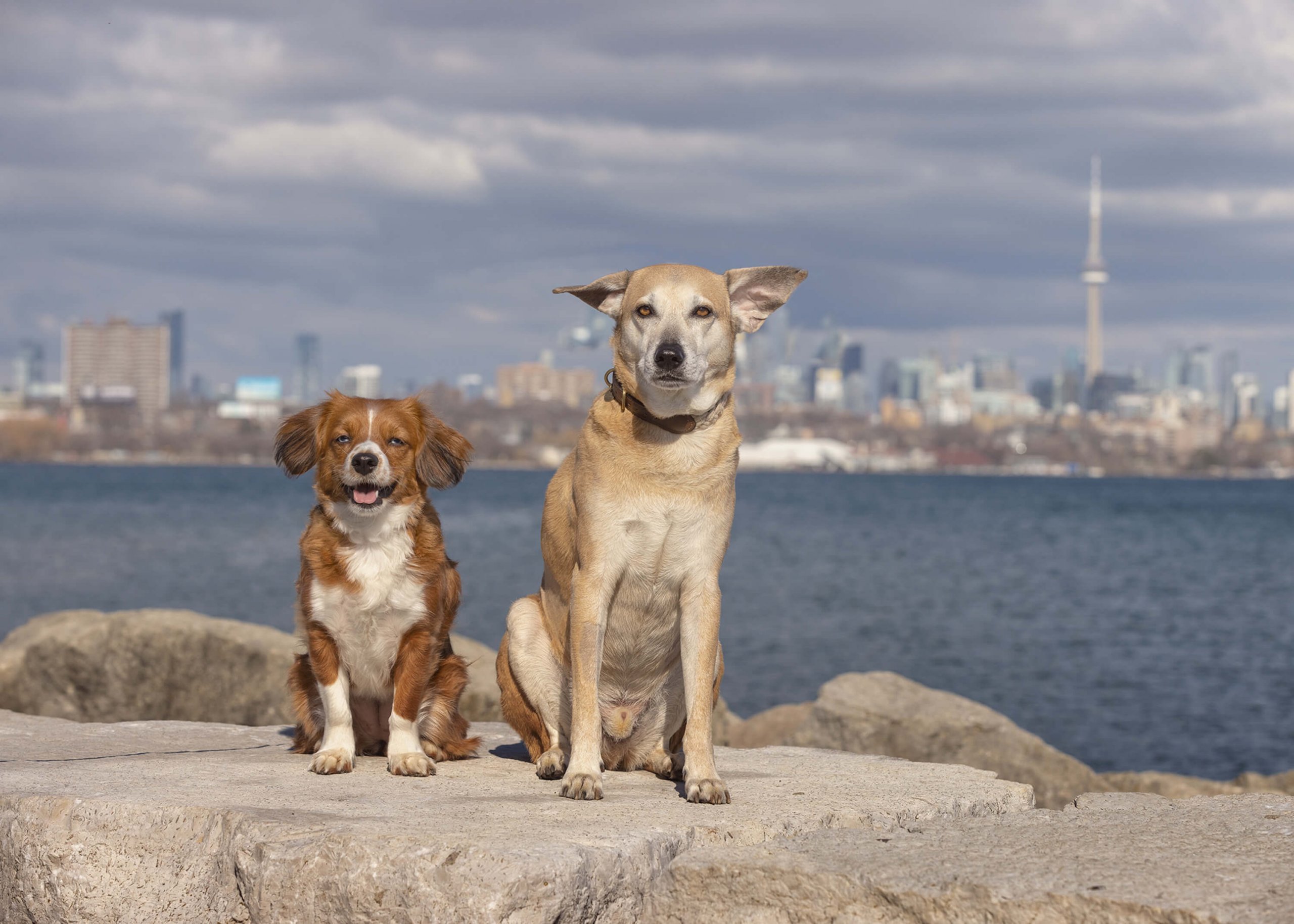 dogs in front of Toronto skyline