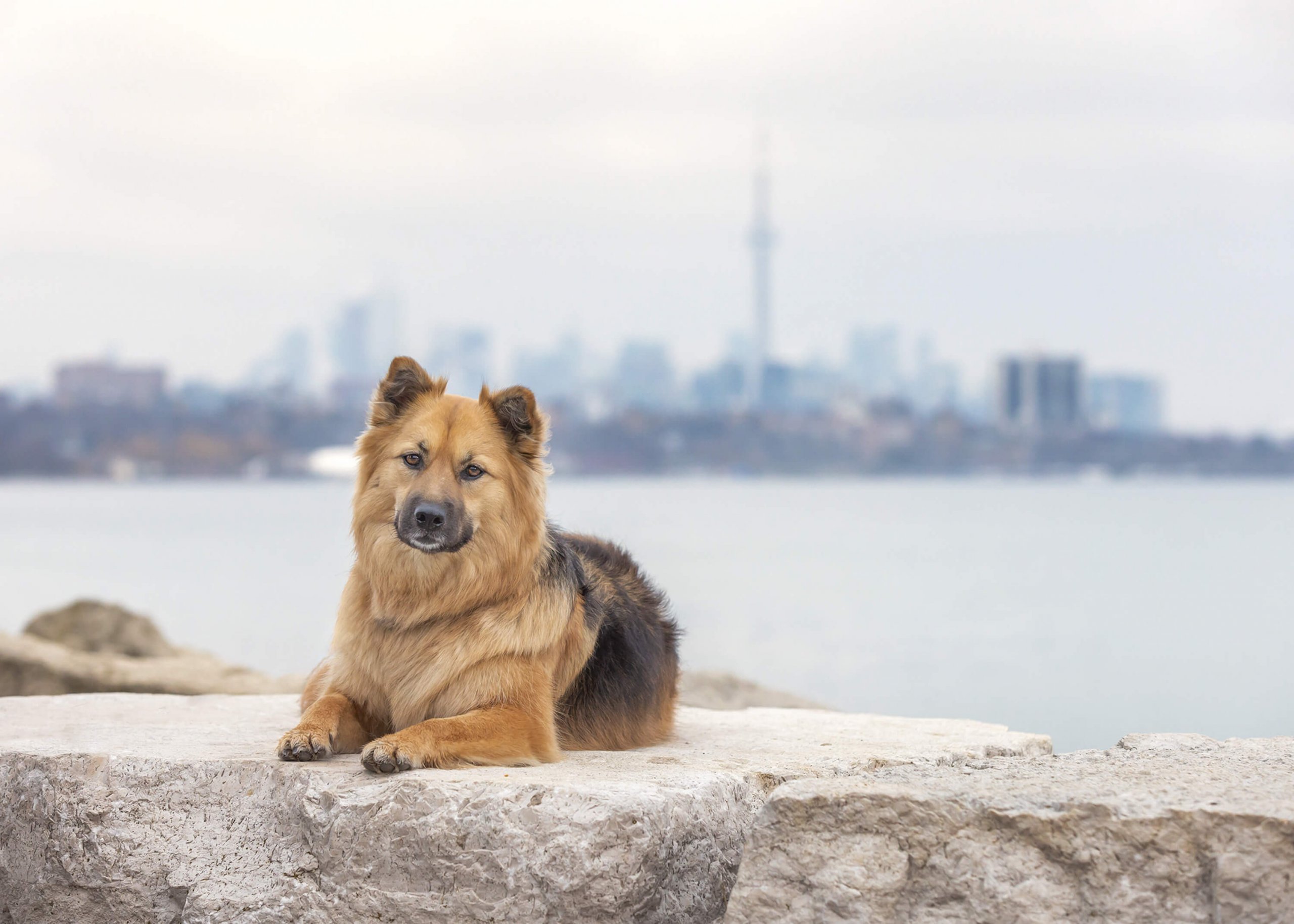 dog in front of Toronto skyline in Ontario