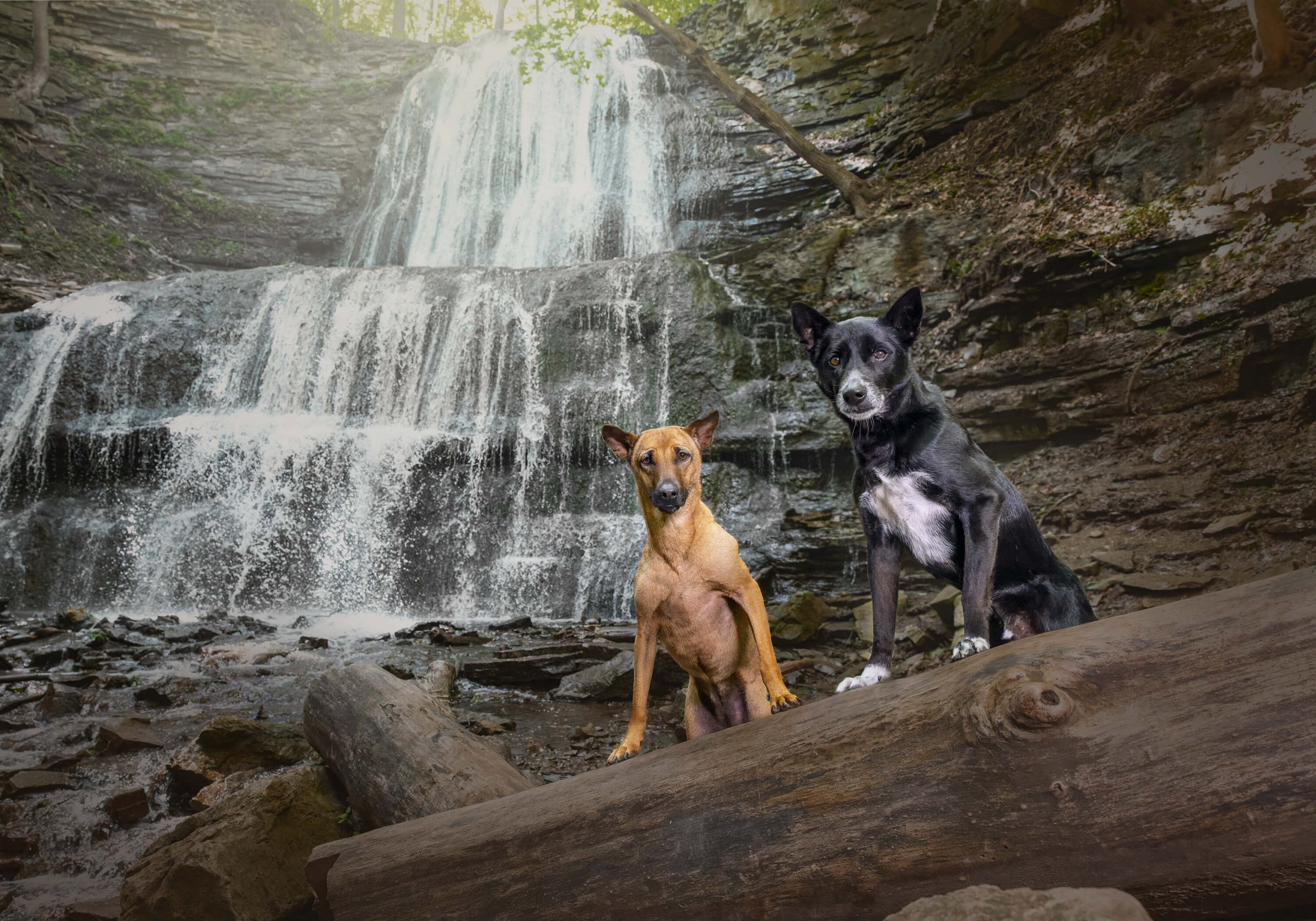 2 dogs at Sherman Falls in Hamilton, Ontario.
