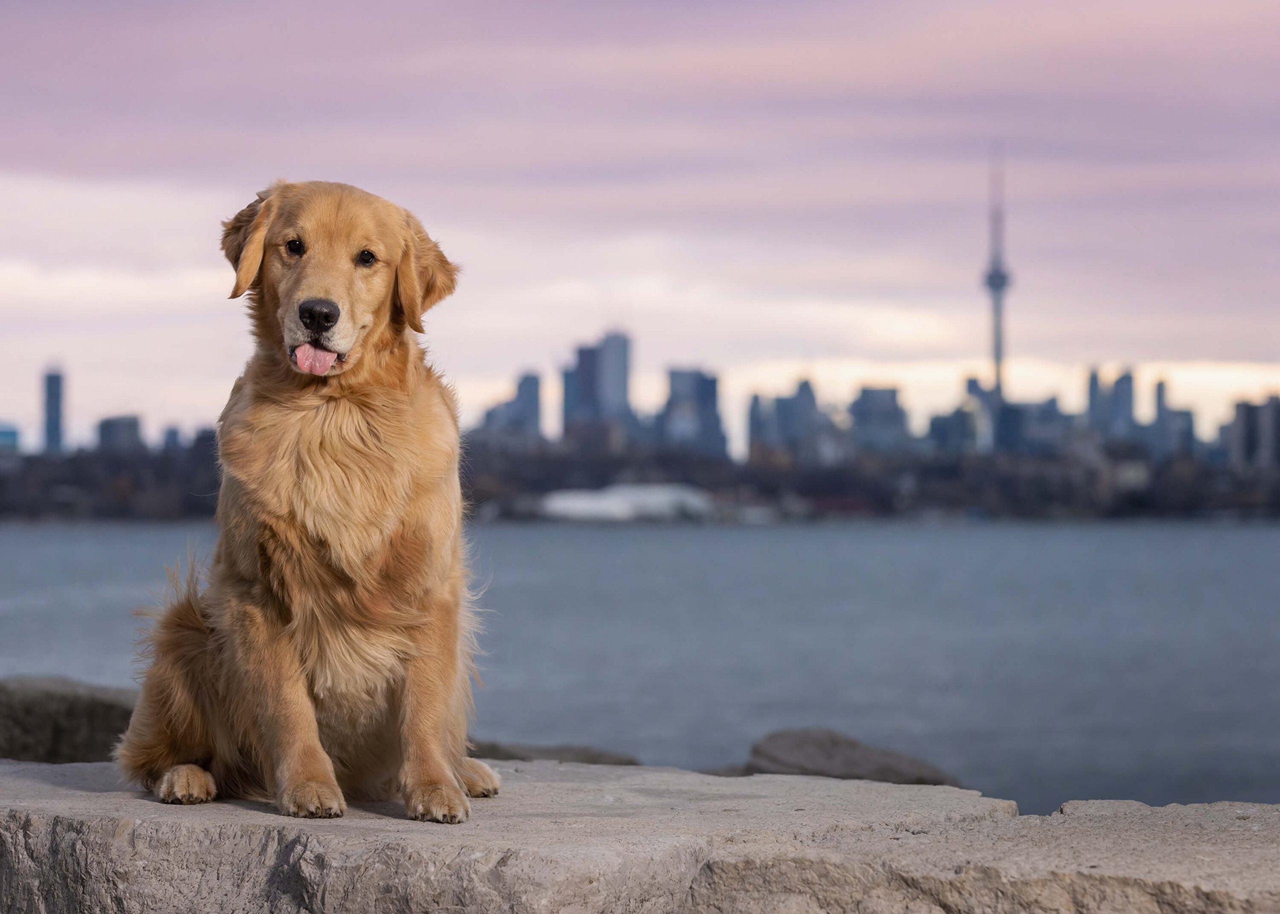 dog in front of CN Tower in Toronto