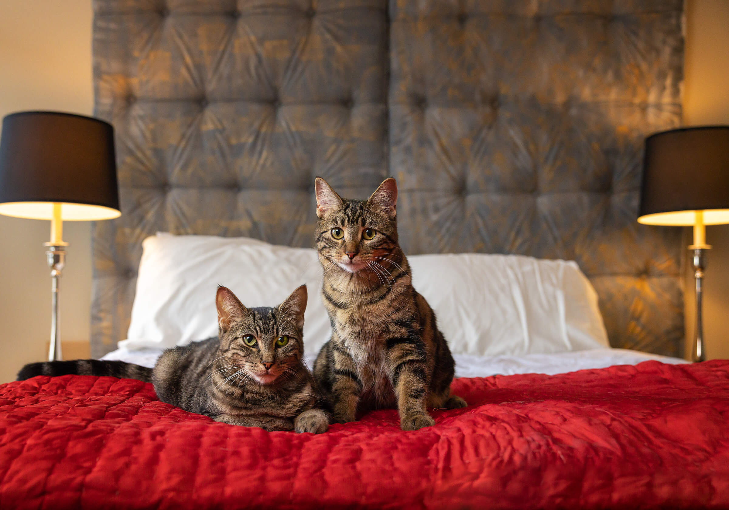 two brown tabby cats posing on bed in Toronto