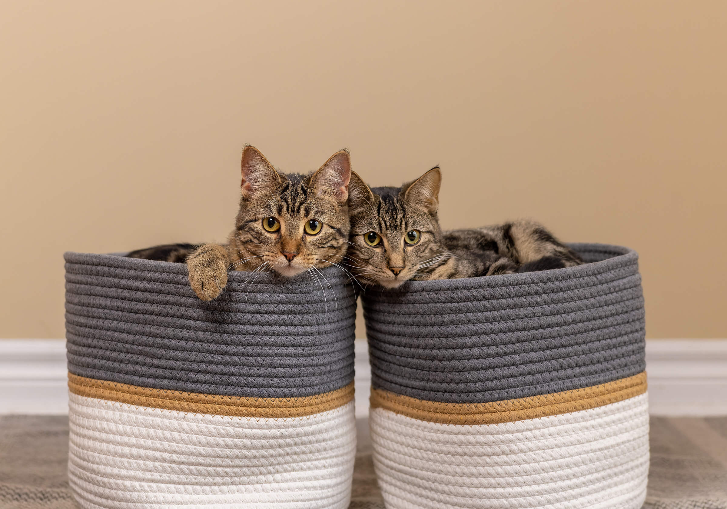 two tabby cats in woven baskets at home