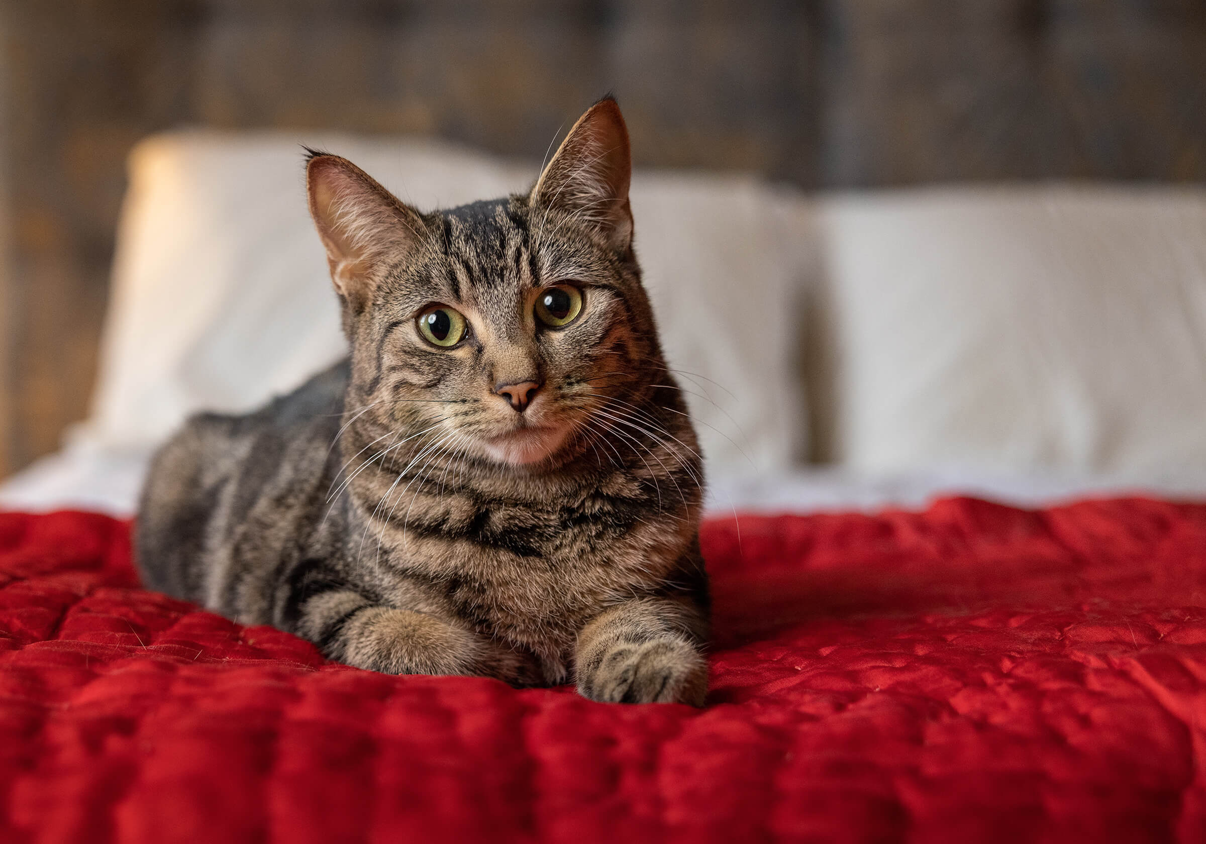 brown tabby cat on red bed at home