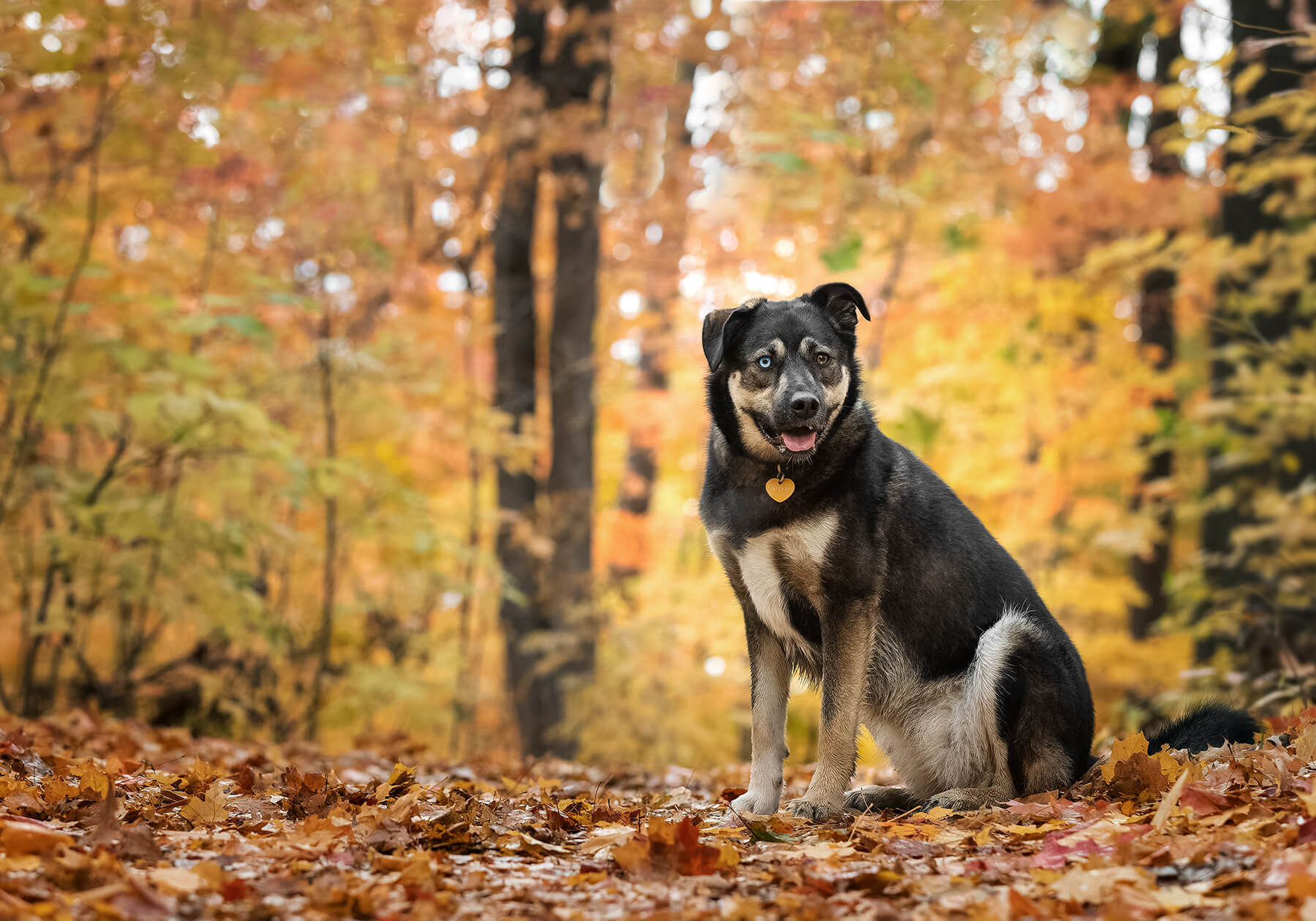 dog posing in Fall leaves