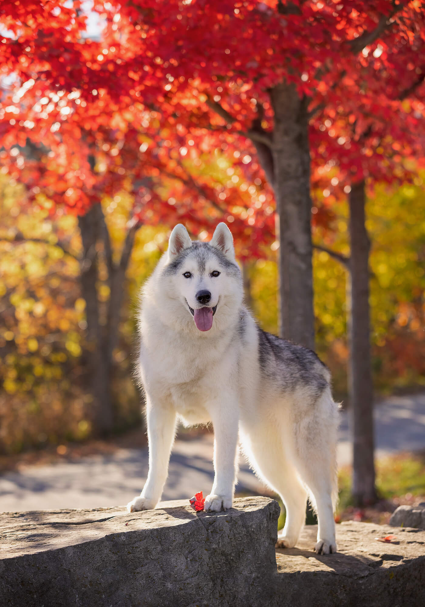 husky dog posing in autumn colours