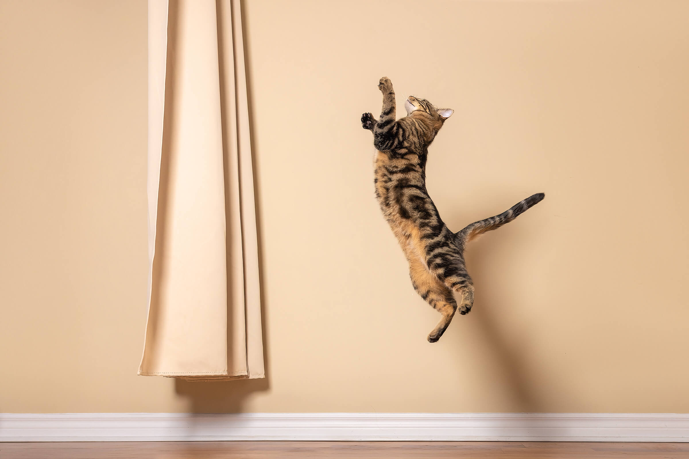 tabby cat jumping at curtain