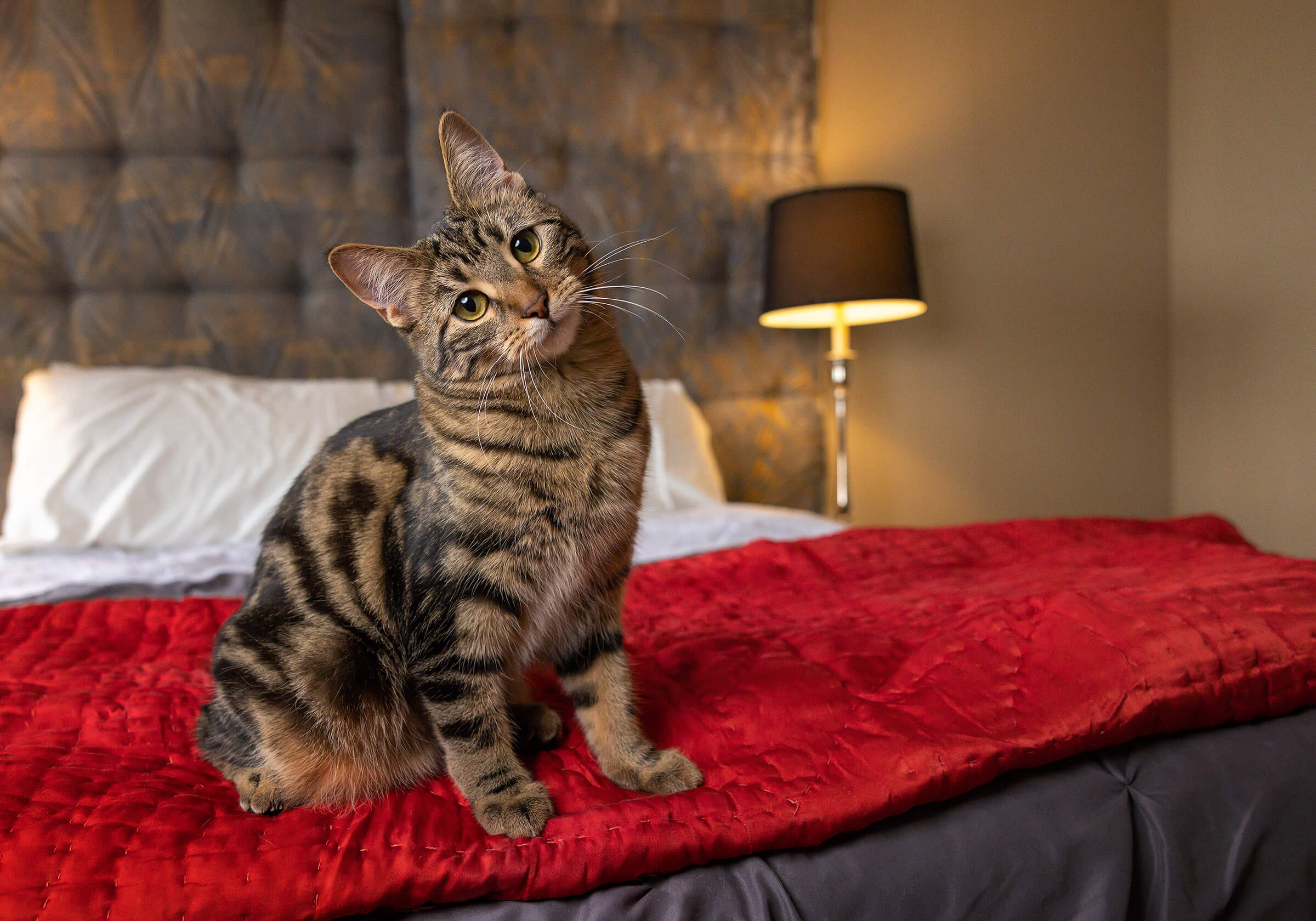 brown tabby sitting on bed with head tilt