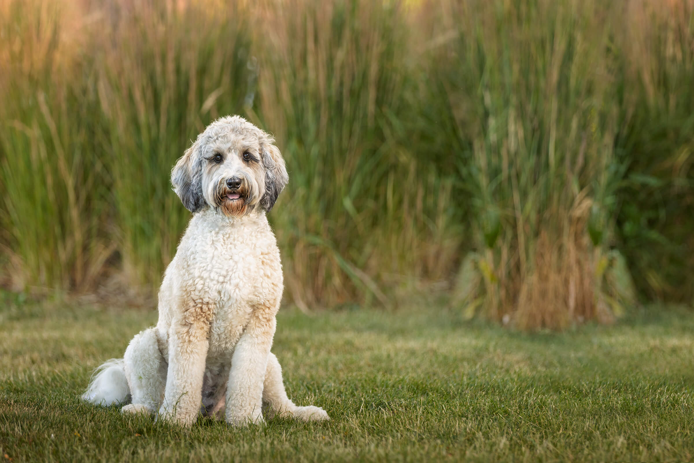 doodle dog sitting in tall grasses in Mississauga, Ontario.
