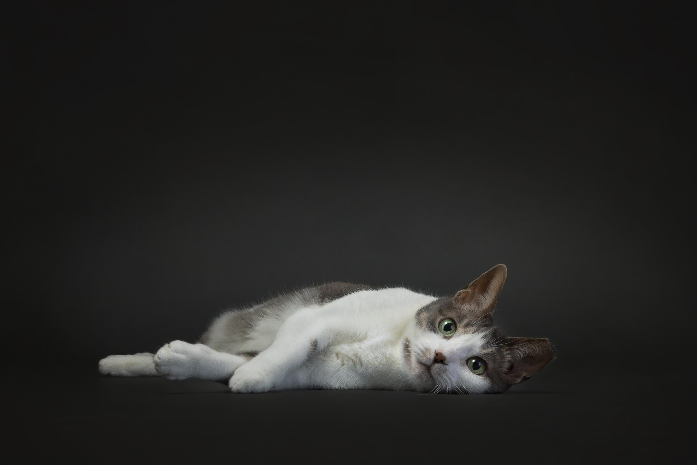 white and brown cat laying down on grey seamless paper