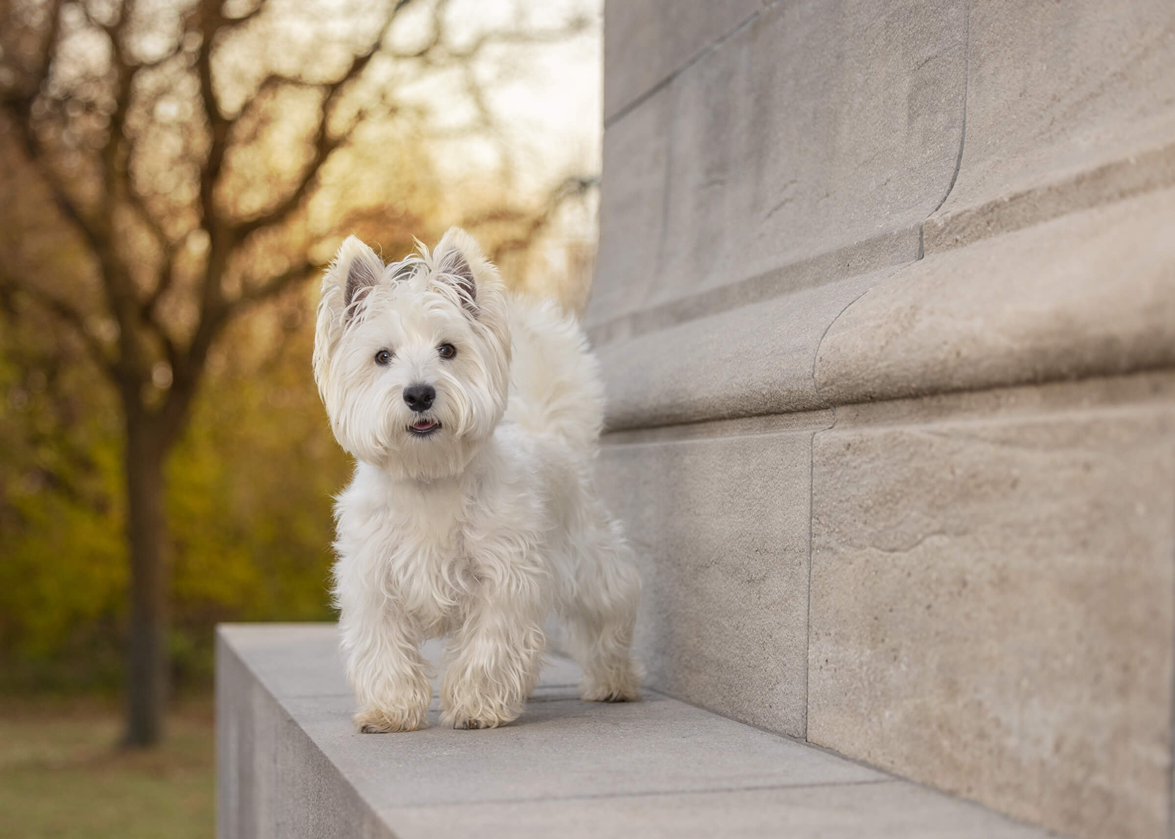 westie dog standing on architectural wall