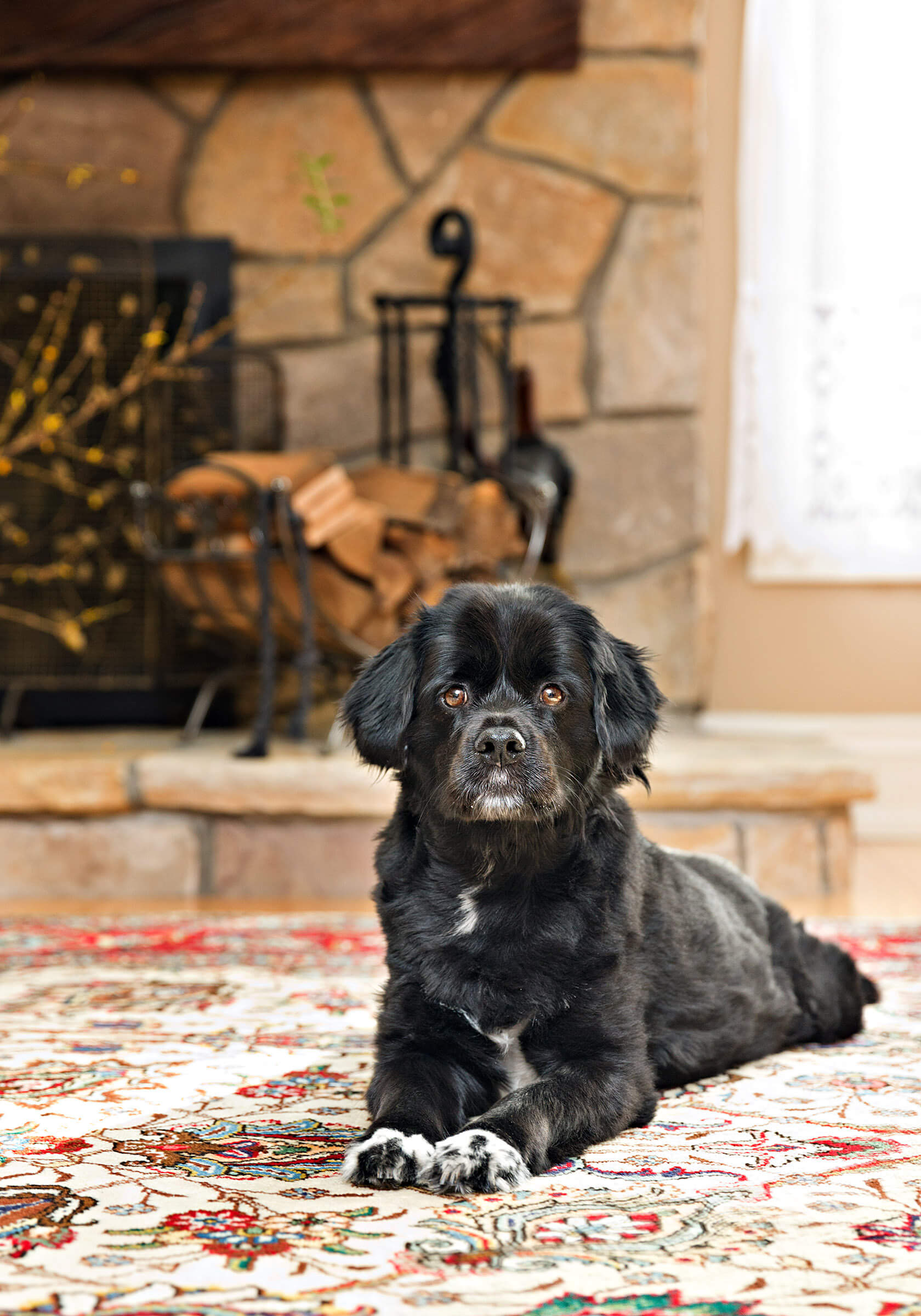 black dog in front of fireplace