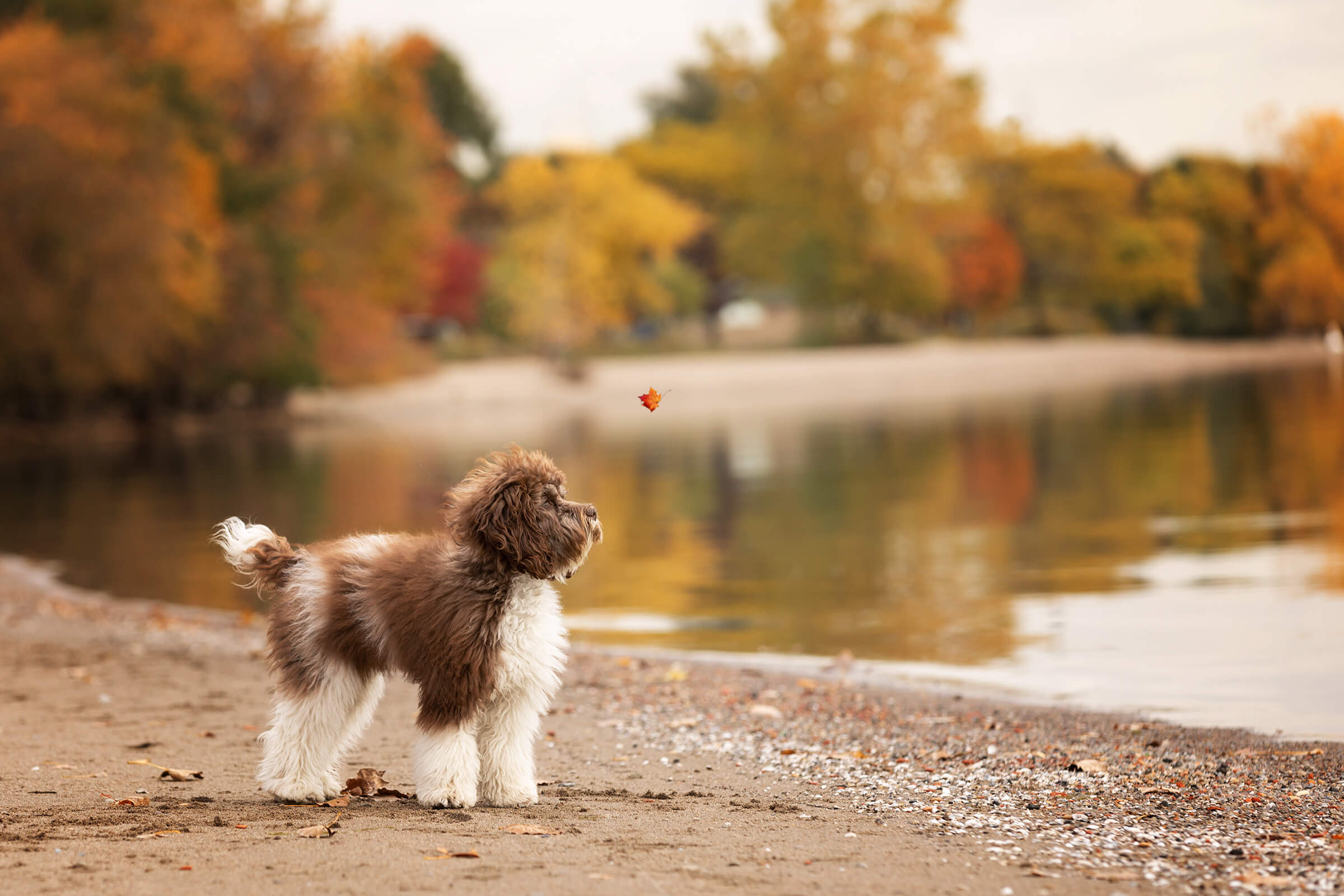 dog watching autumn leaf fall