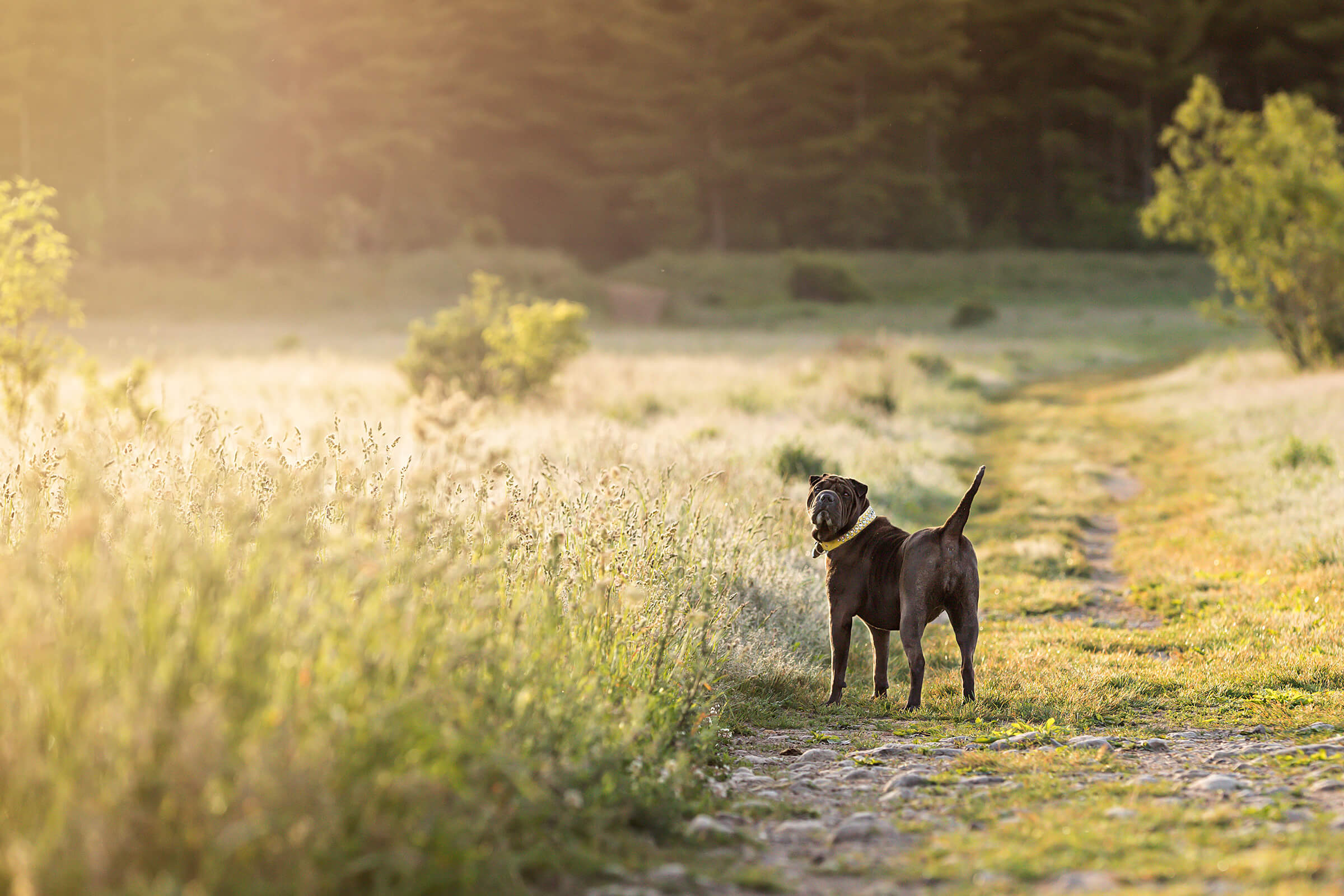 Boxer dog looking over shoulder in field bathed in light