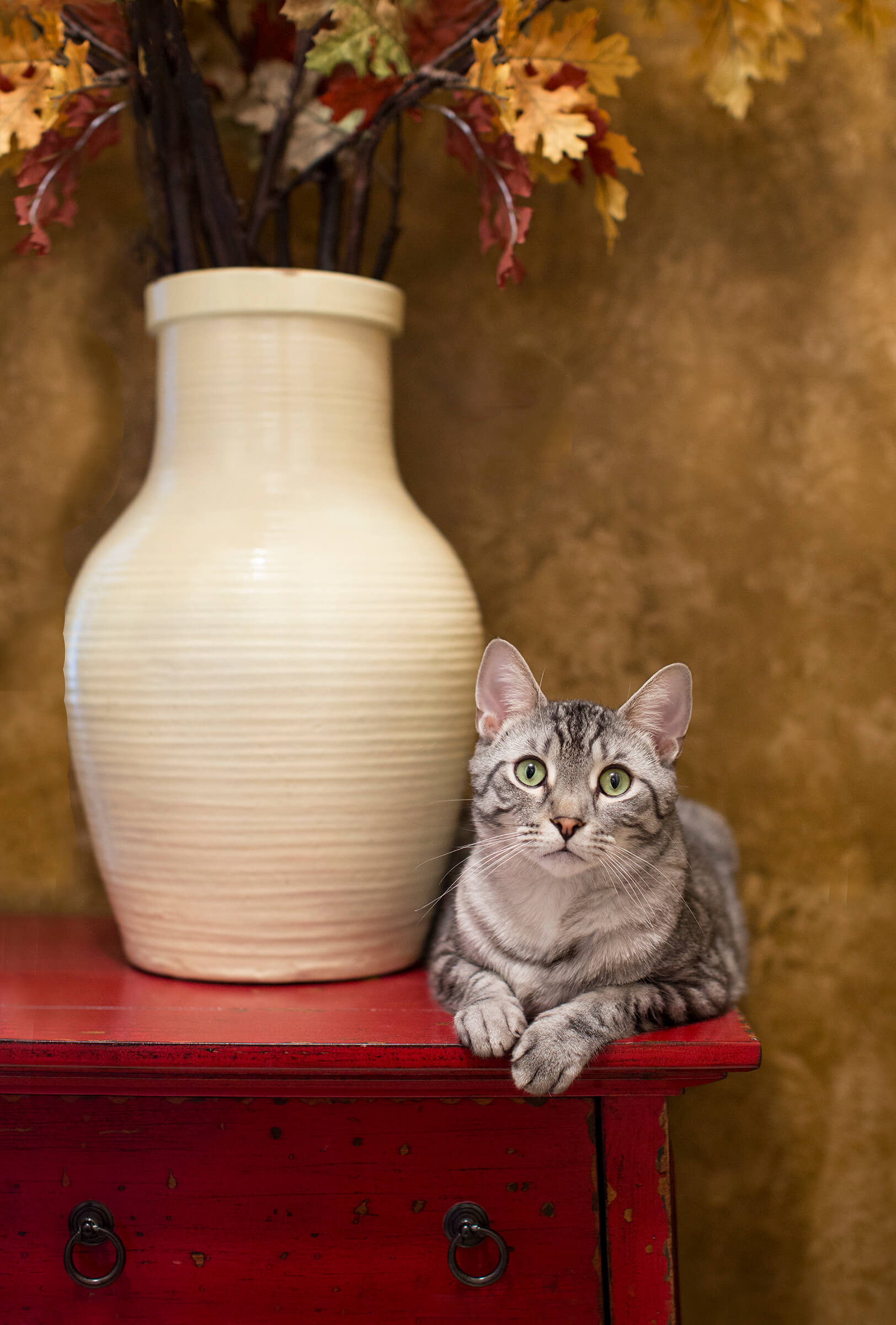 silver tabby cat sitting on table with vase