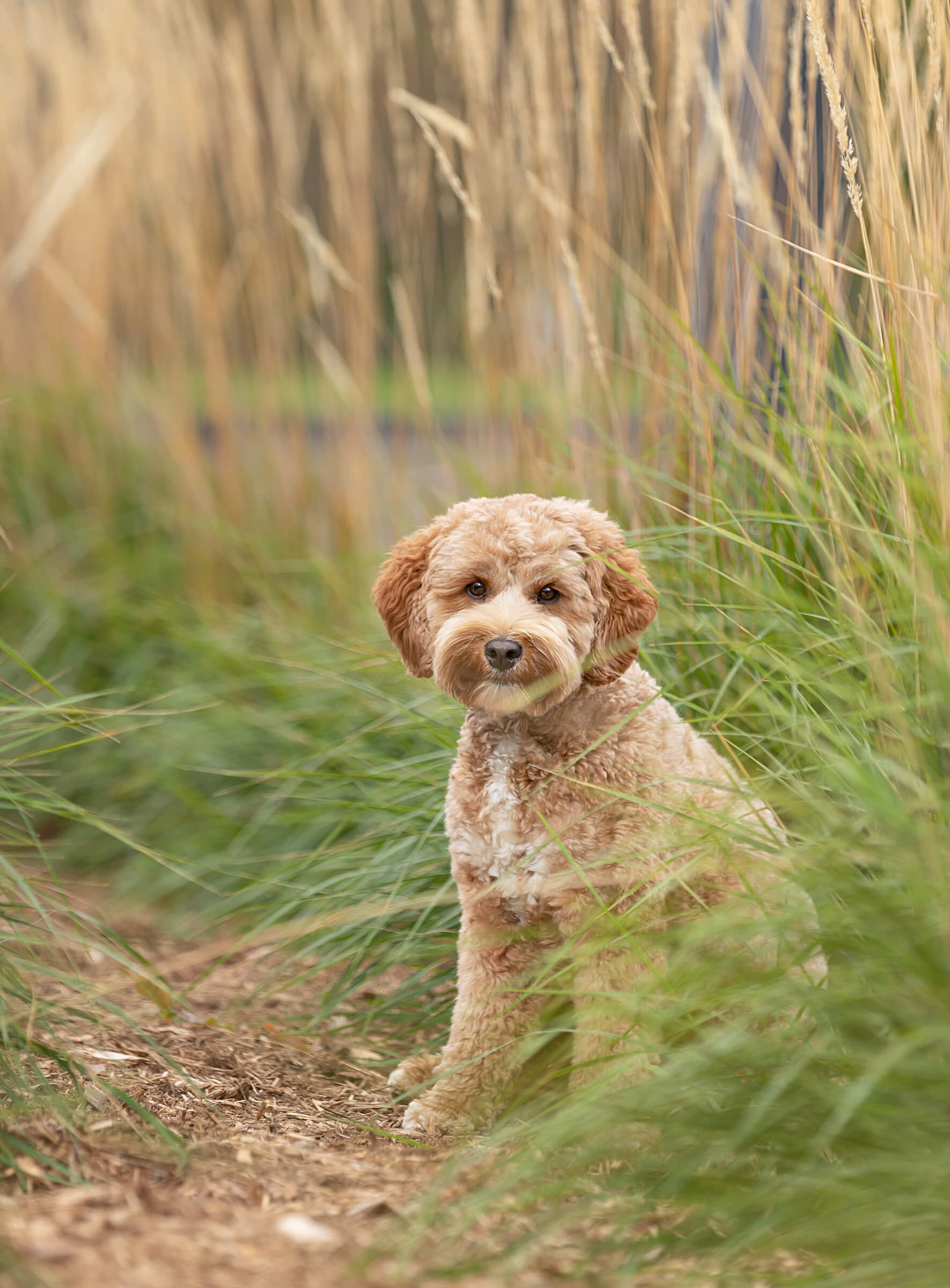 doodle dog sitting in tall grasses in Burlington, Ontario