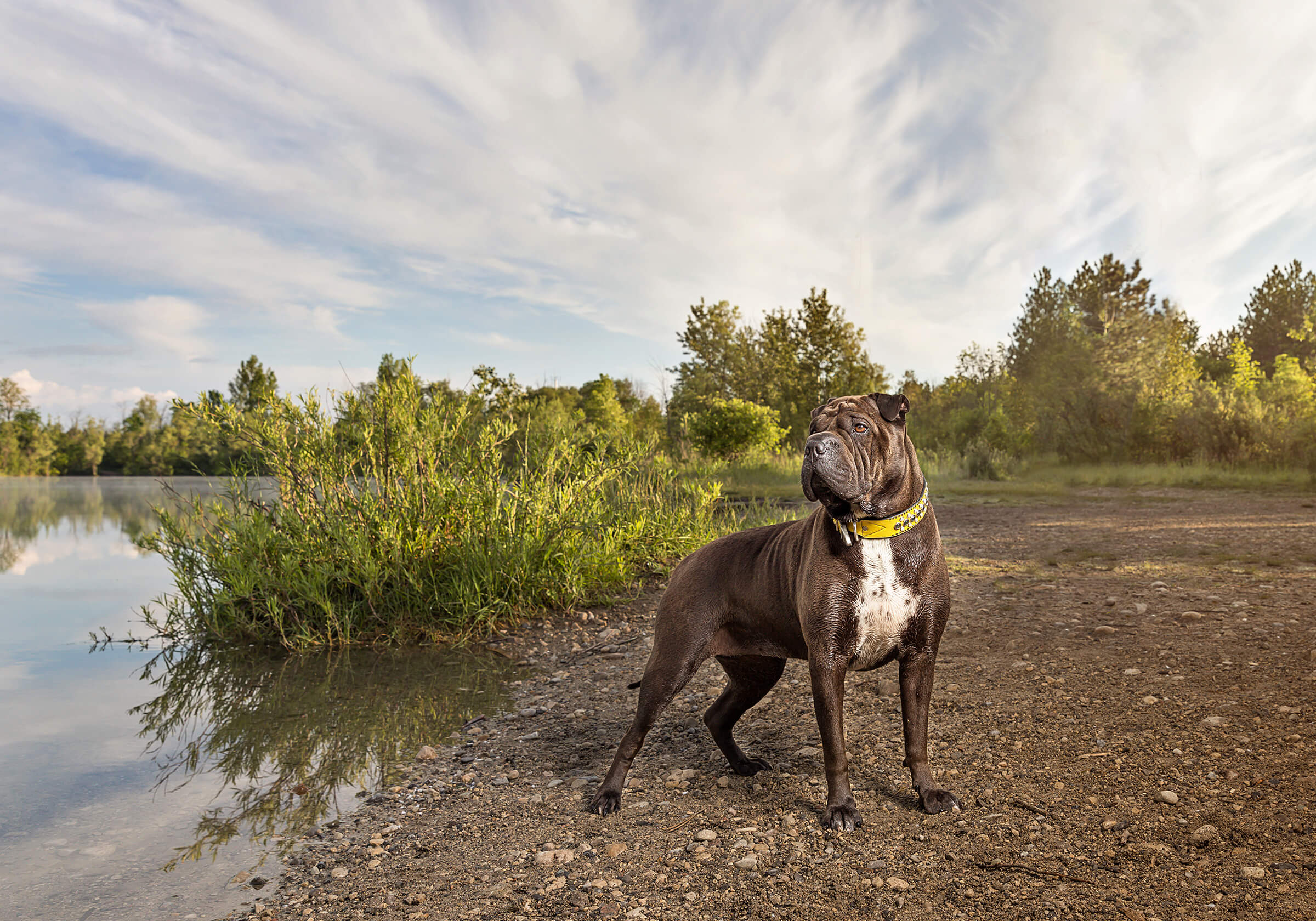 boxer dog posing against morning sky in Cambridge, Ontario