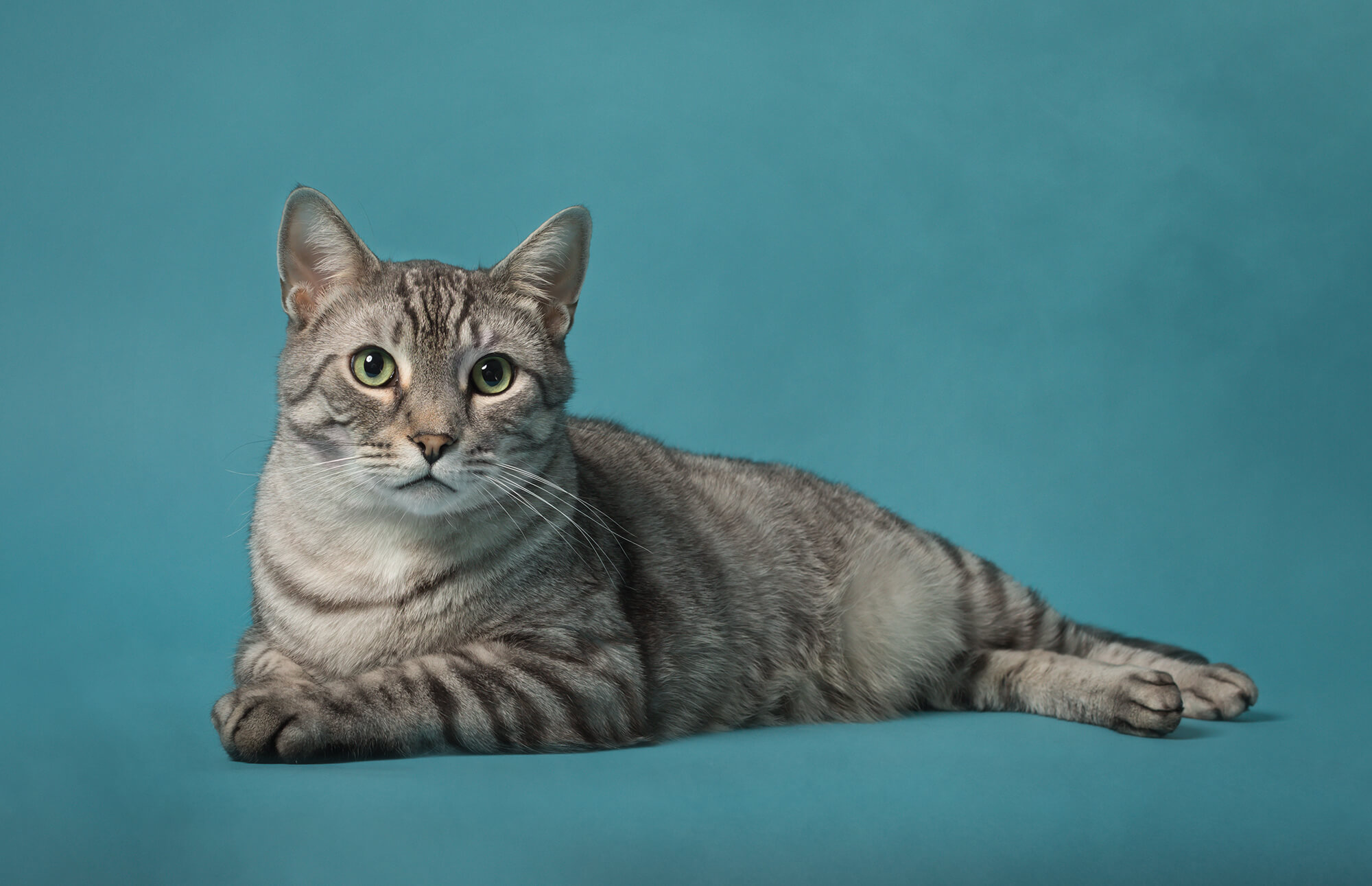 silver tabby cat photographed on turquoise in Oakville