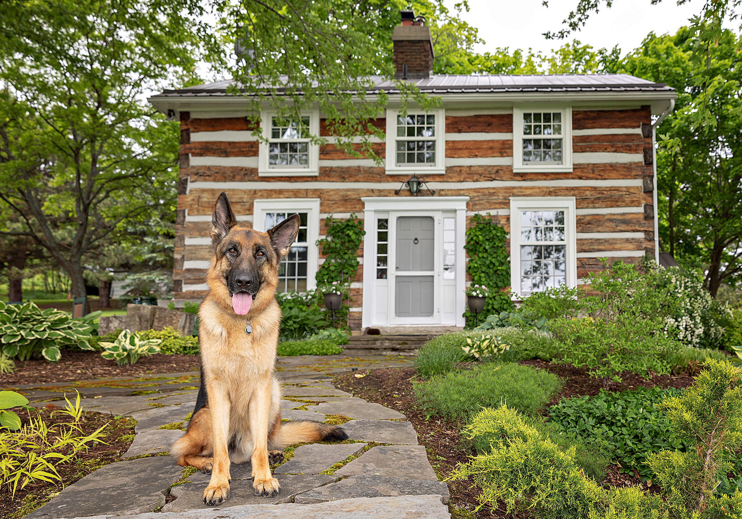 dog in front of his mid-century home