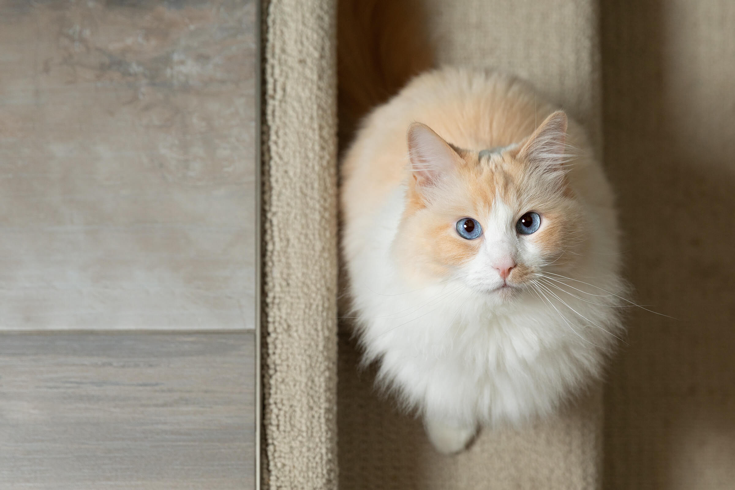 ragdoll cat on stairs looking up at photographer