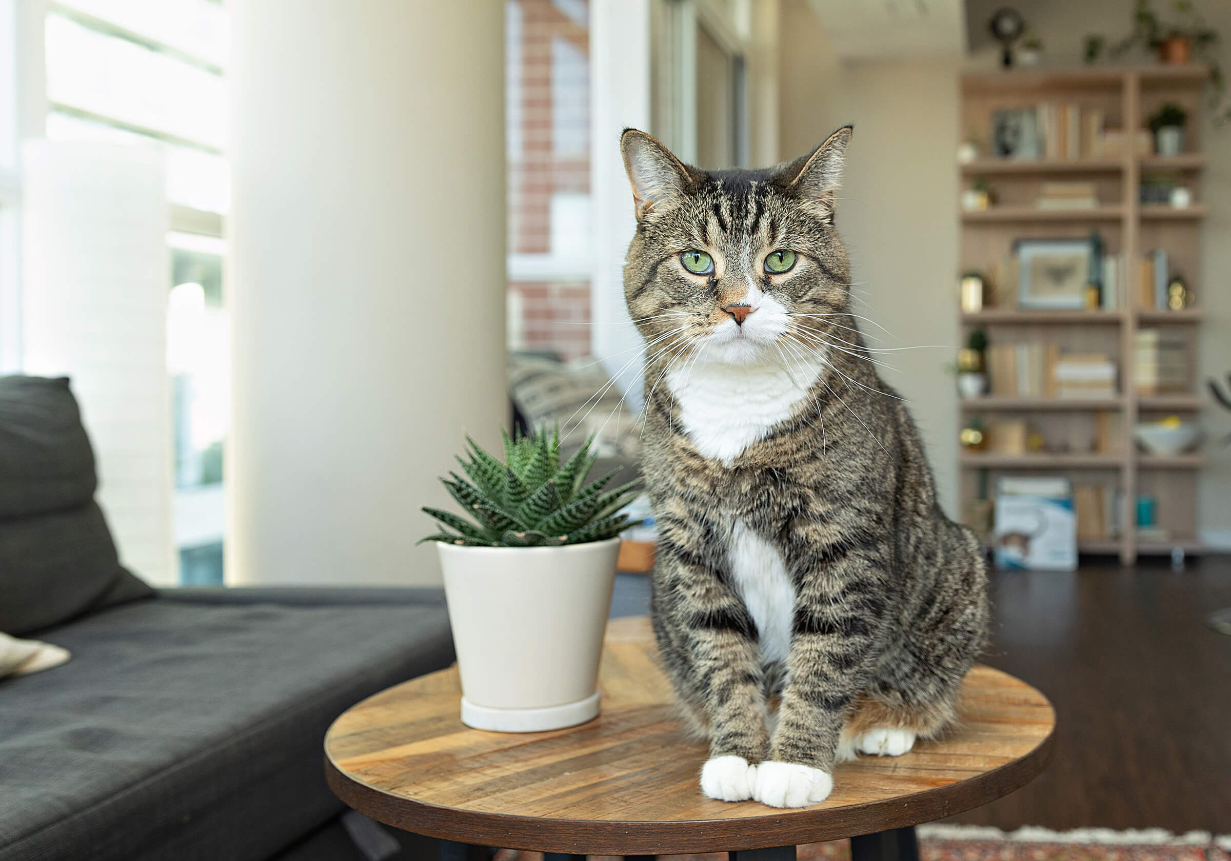 brown tabby cat sitting on table
